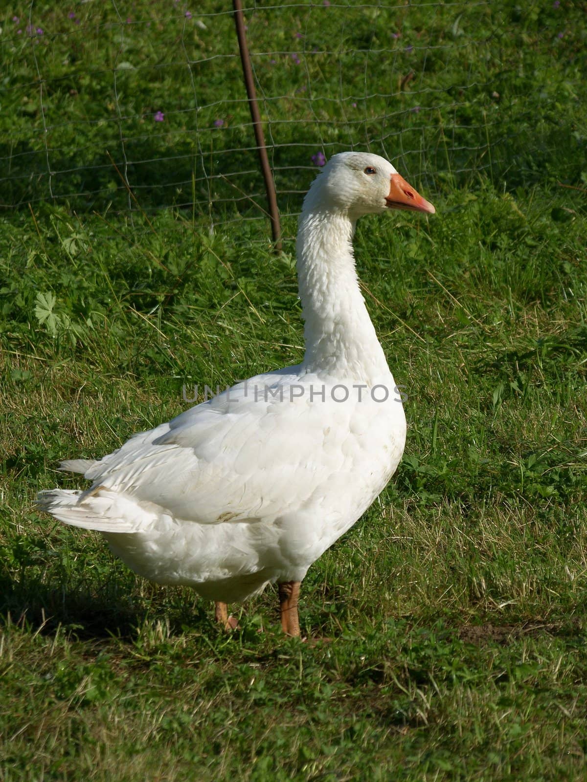 picture of white goose on green grass