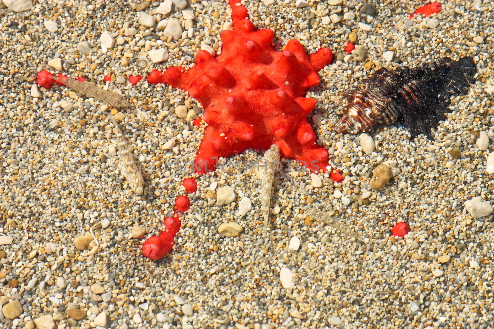 Beautiful red starfish with black shell on the sea bottom in the sand