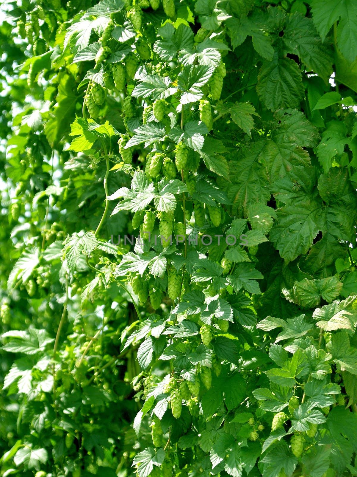 fresh green hops by peromarketing