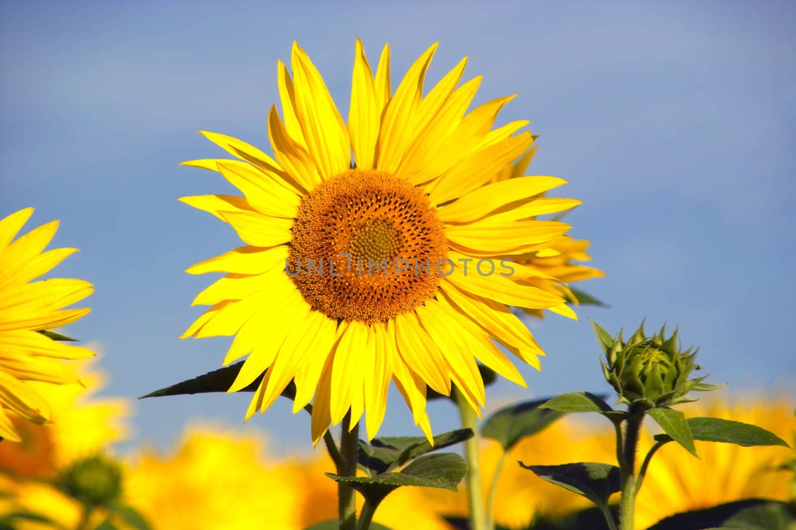 a picture of sunflowers and a blue sky