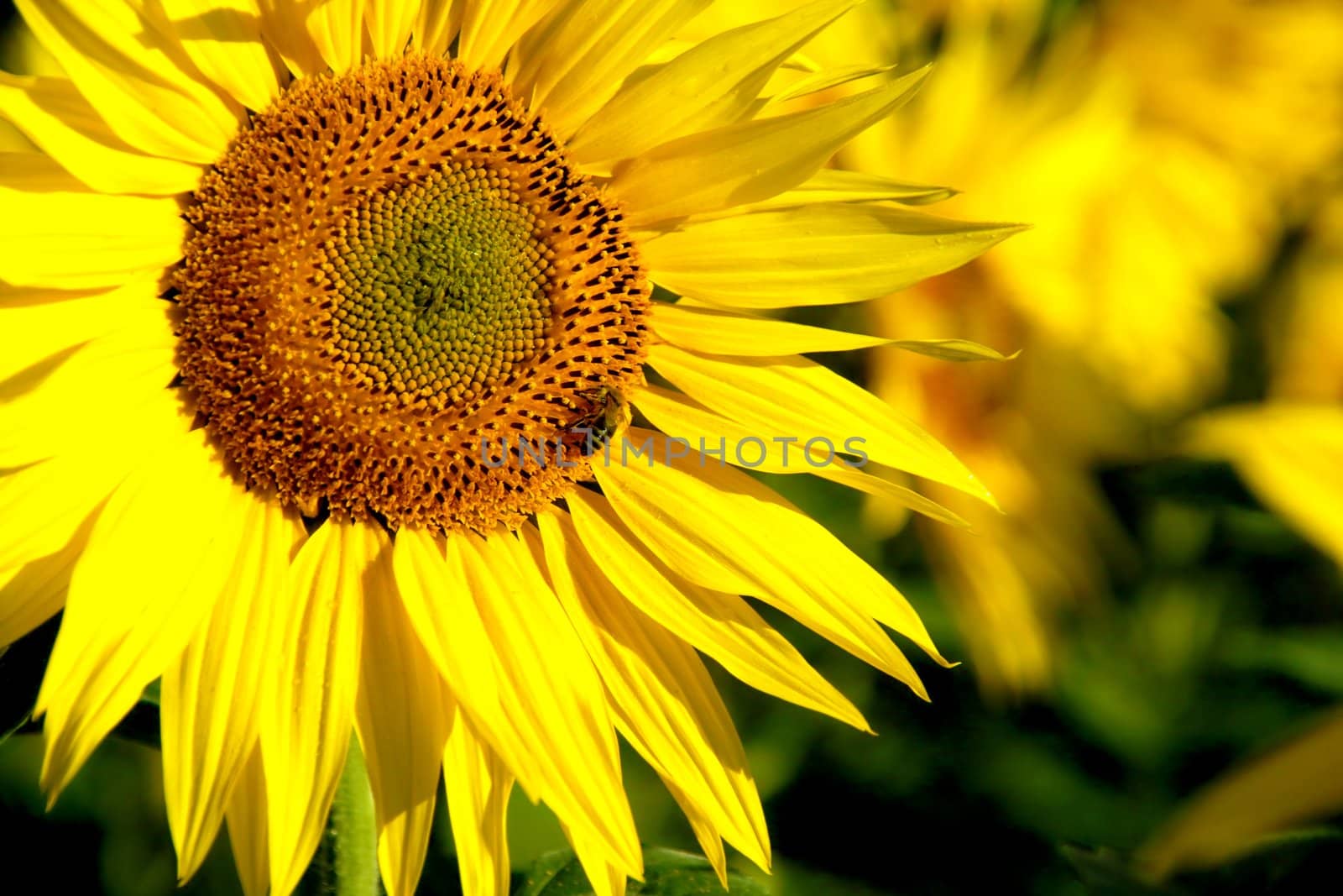 a image of a sunflower 