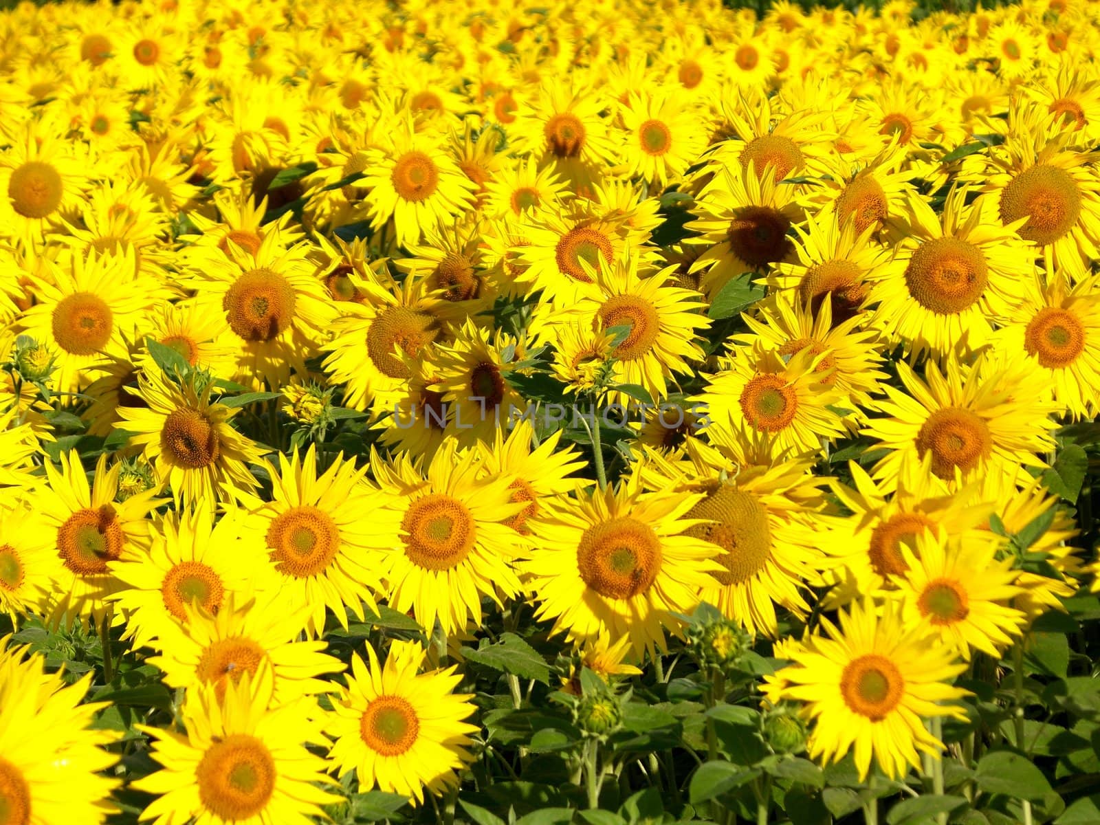 a field of sunflowers 