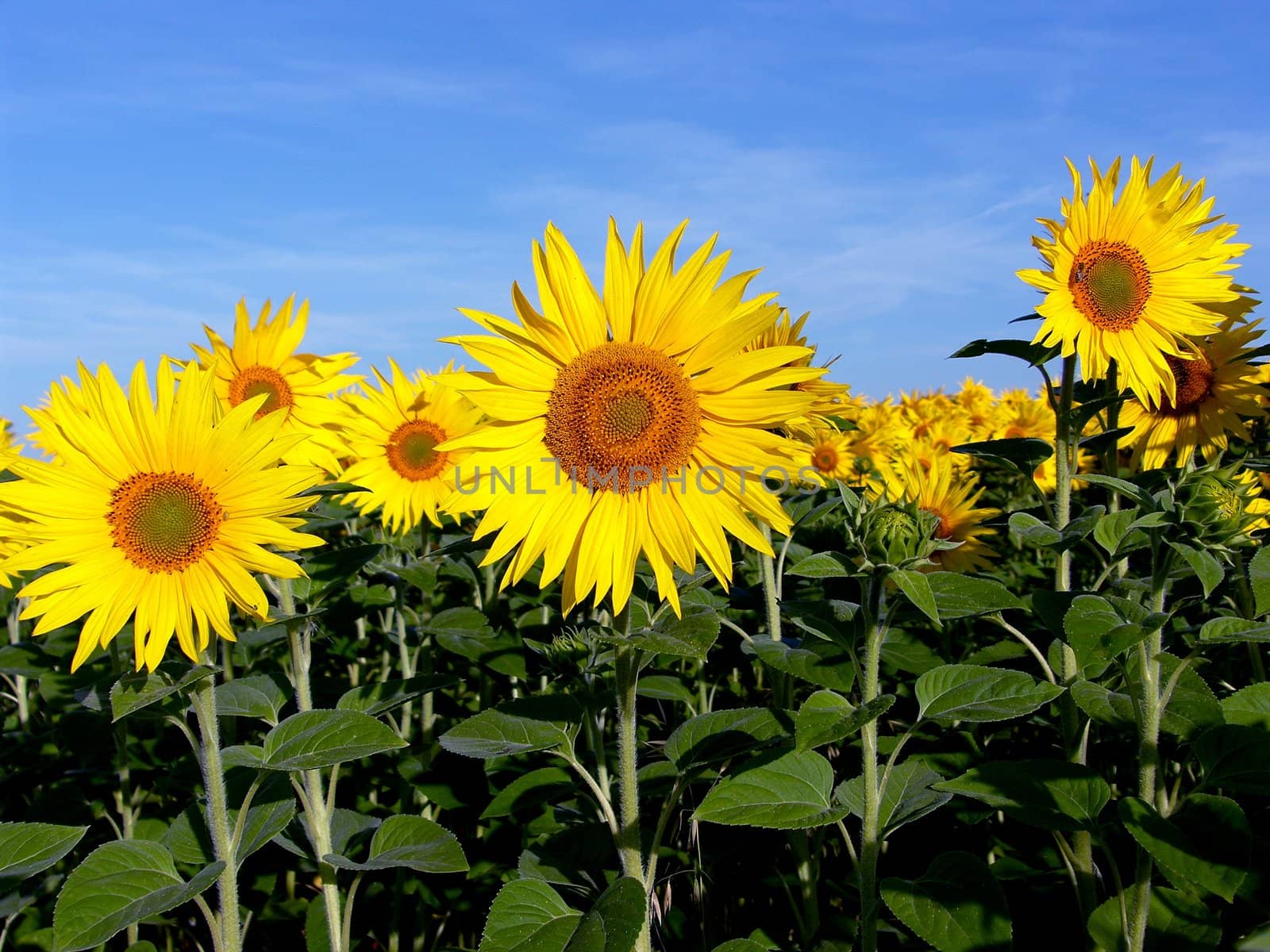 a field of sunflowers and a blue sky