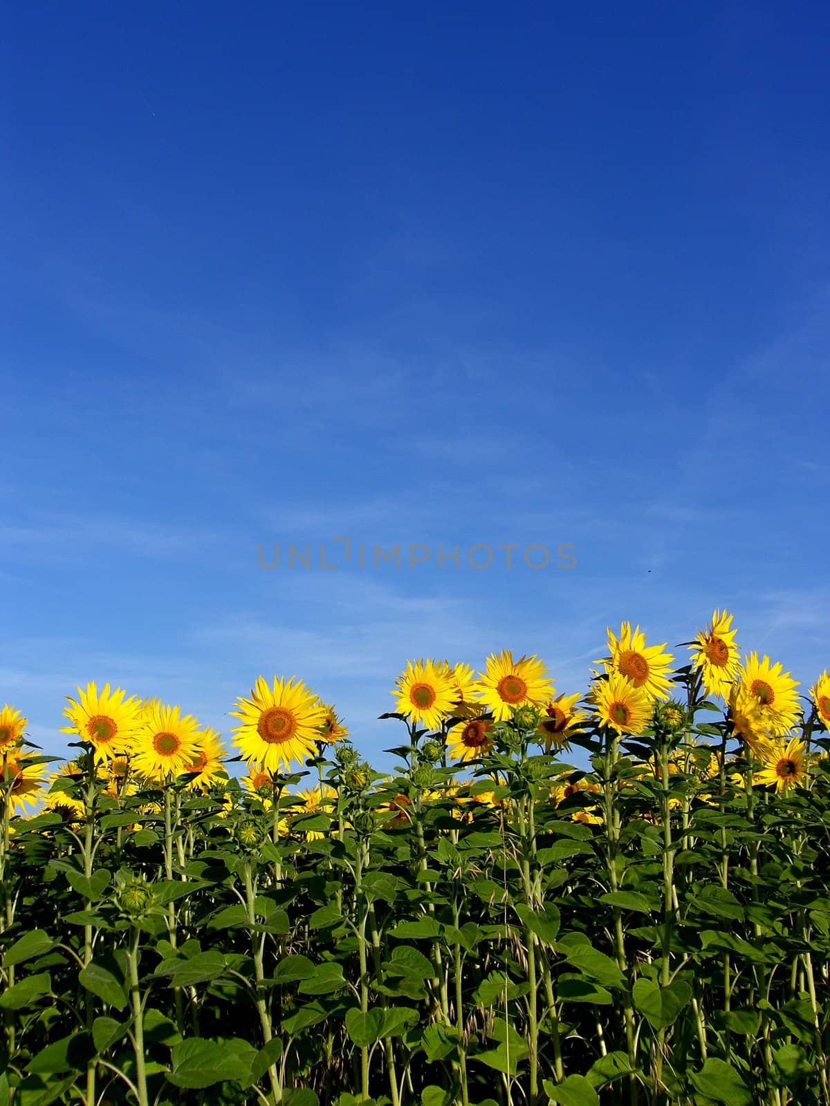 a field of sunflowers and a blue sky