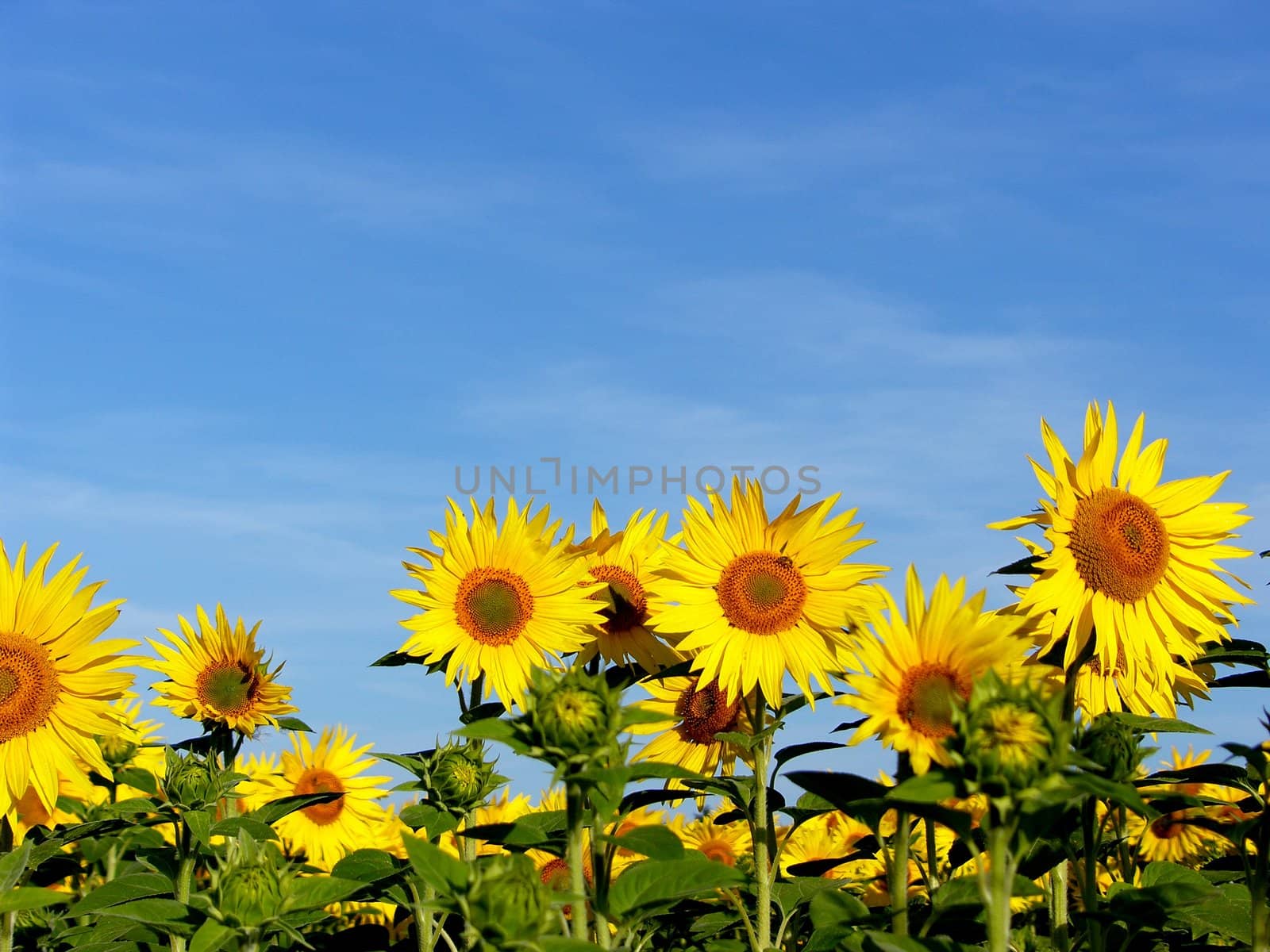 a field of sunflowers and a blue sky