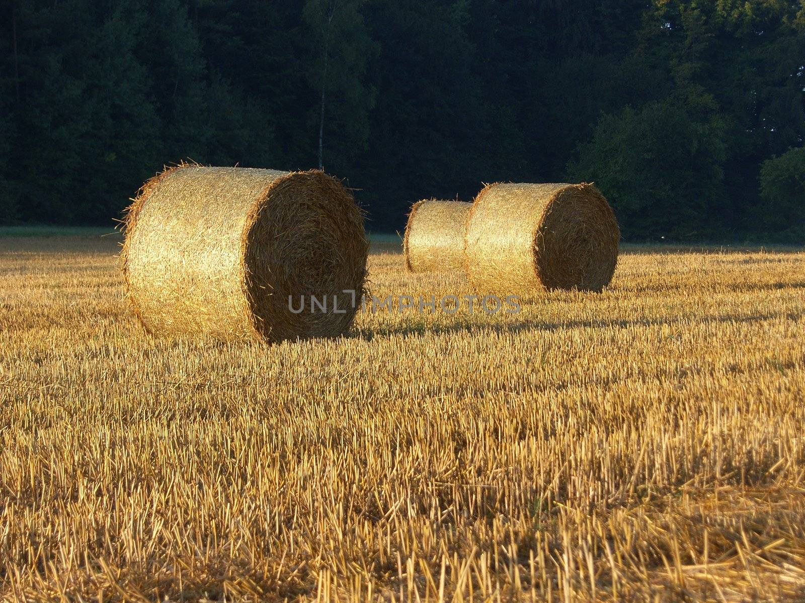 a image of Golden Hay Bales in the countryside 