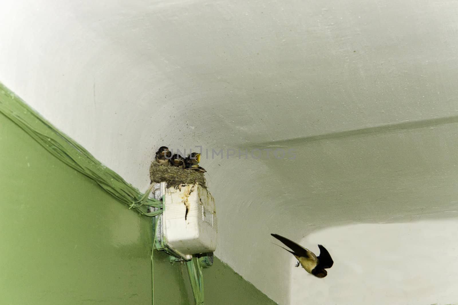 Swallow's nest  by Sergey_Shulgin