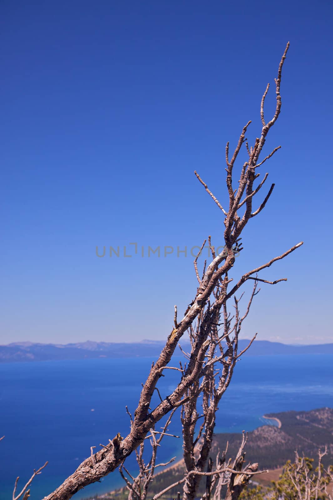 Isolated Dead tree with a back drop of a blue sky and lake tahoe