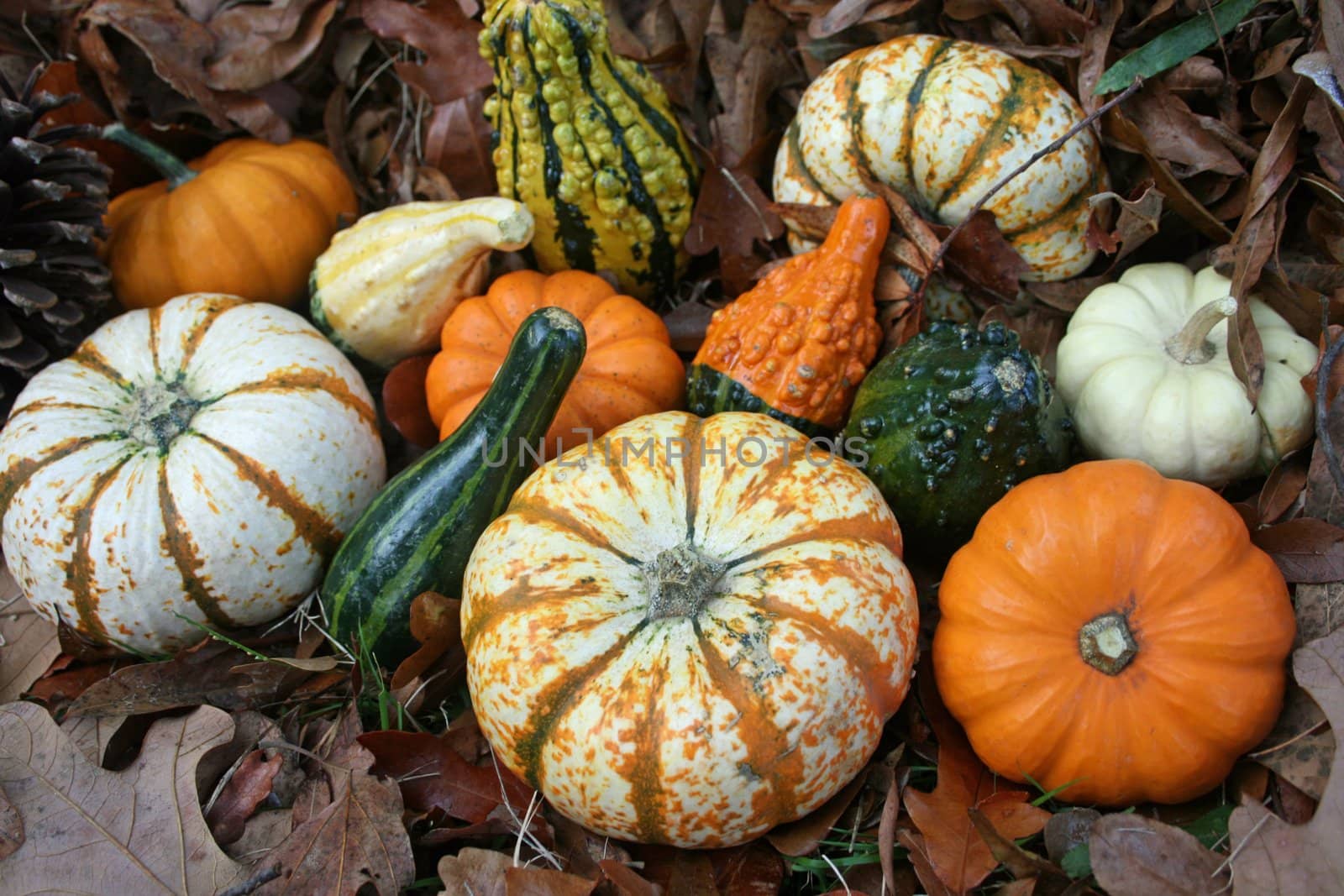 Background of pumpkins and gords