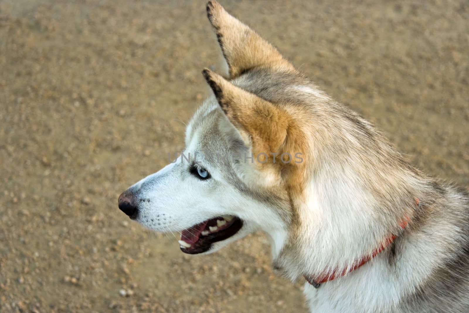 A blue eyed Alaskan Husky portrait