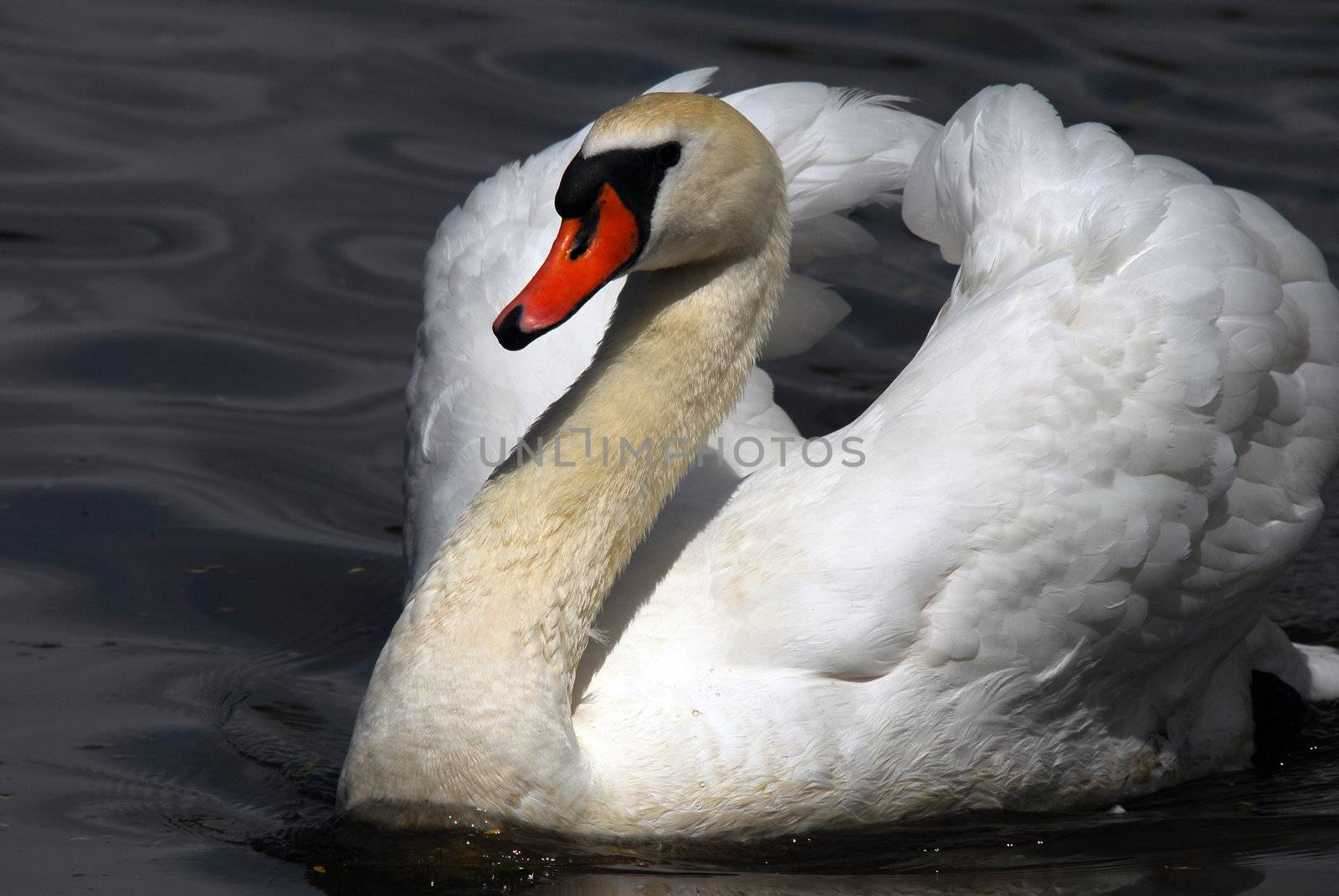 Closeup picture of a beautiful White Swan swimming