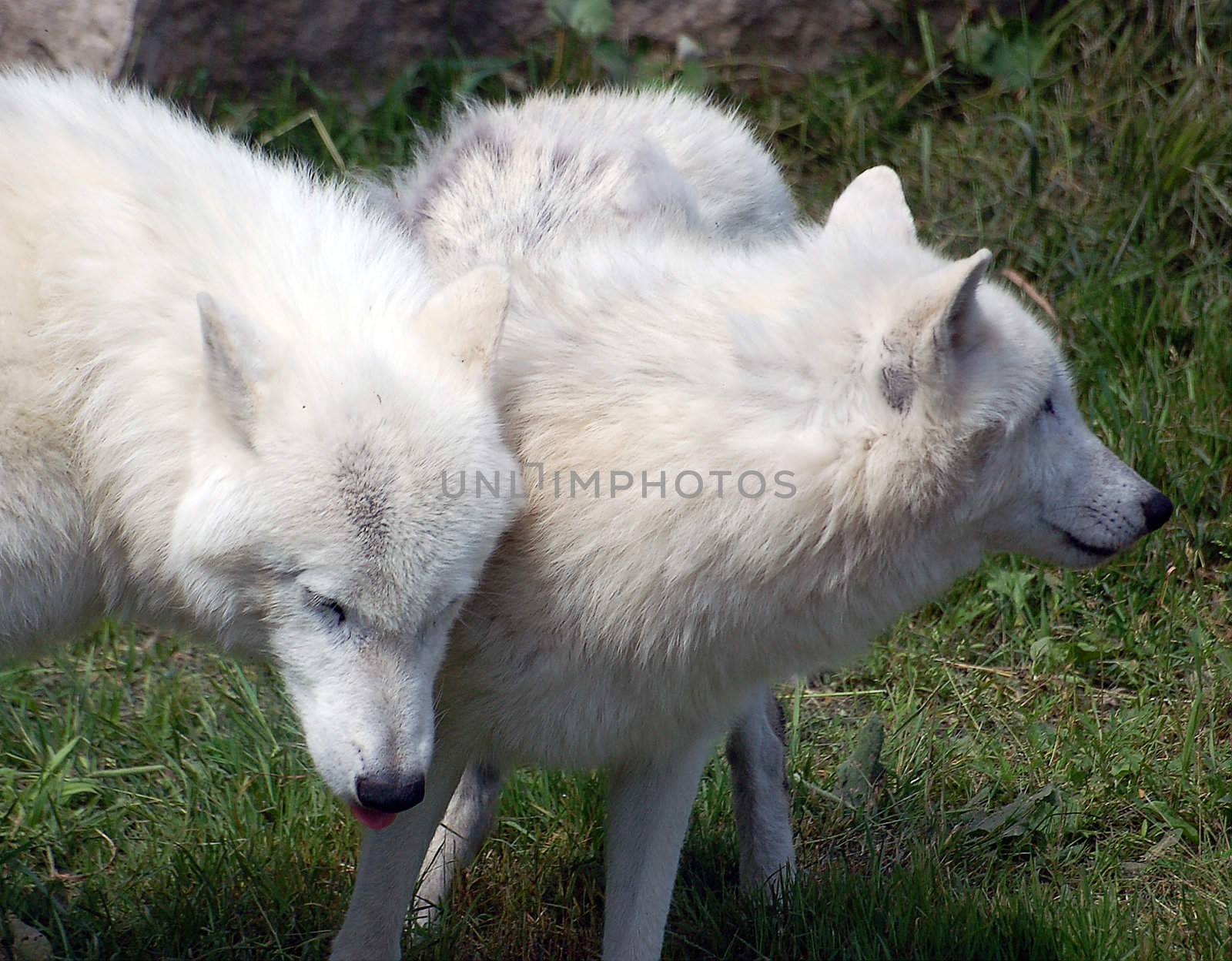 Portrait of two Arctic Wolves on a sunny day