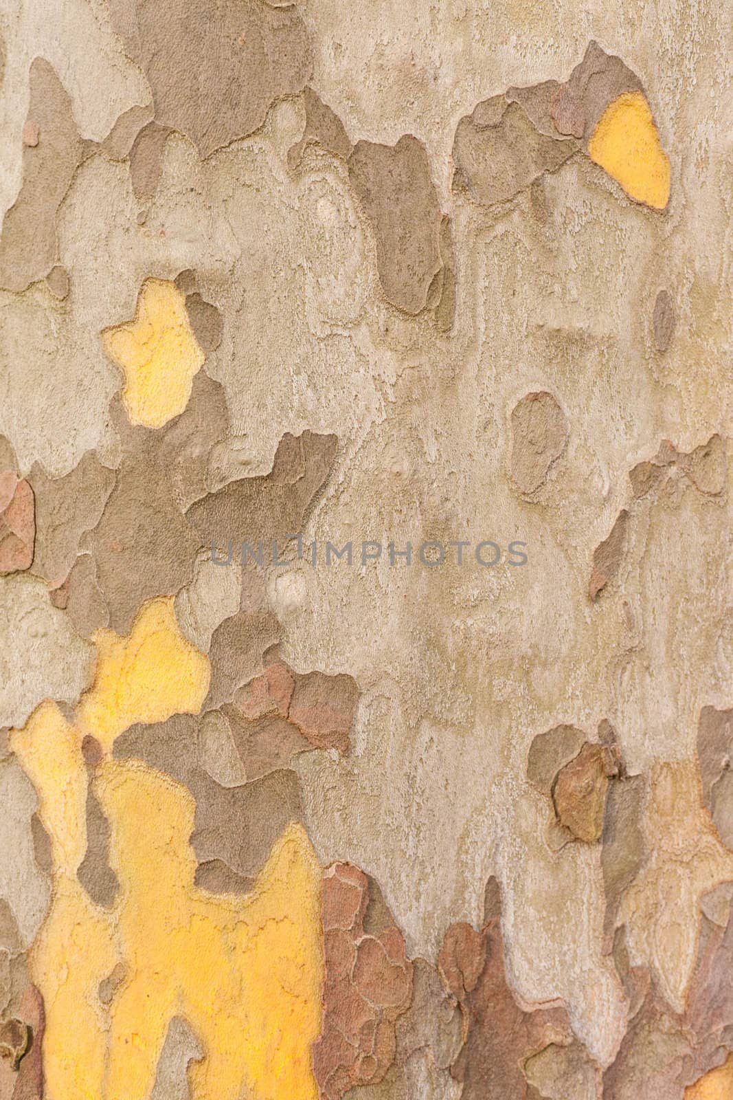 London Planetree (Platanus occidentalis) bark background texture pattern.