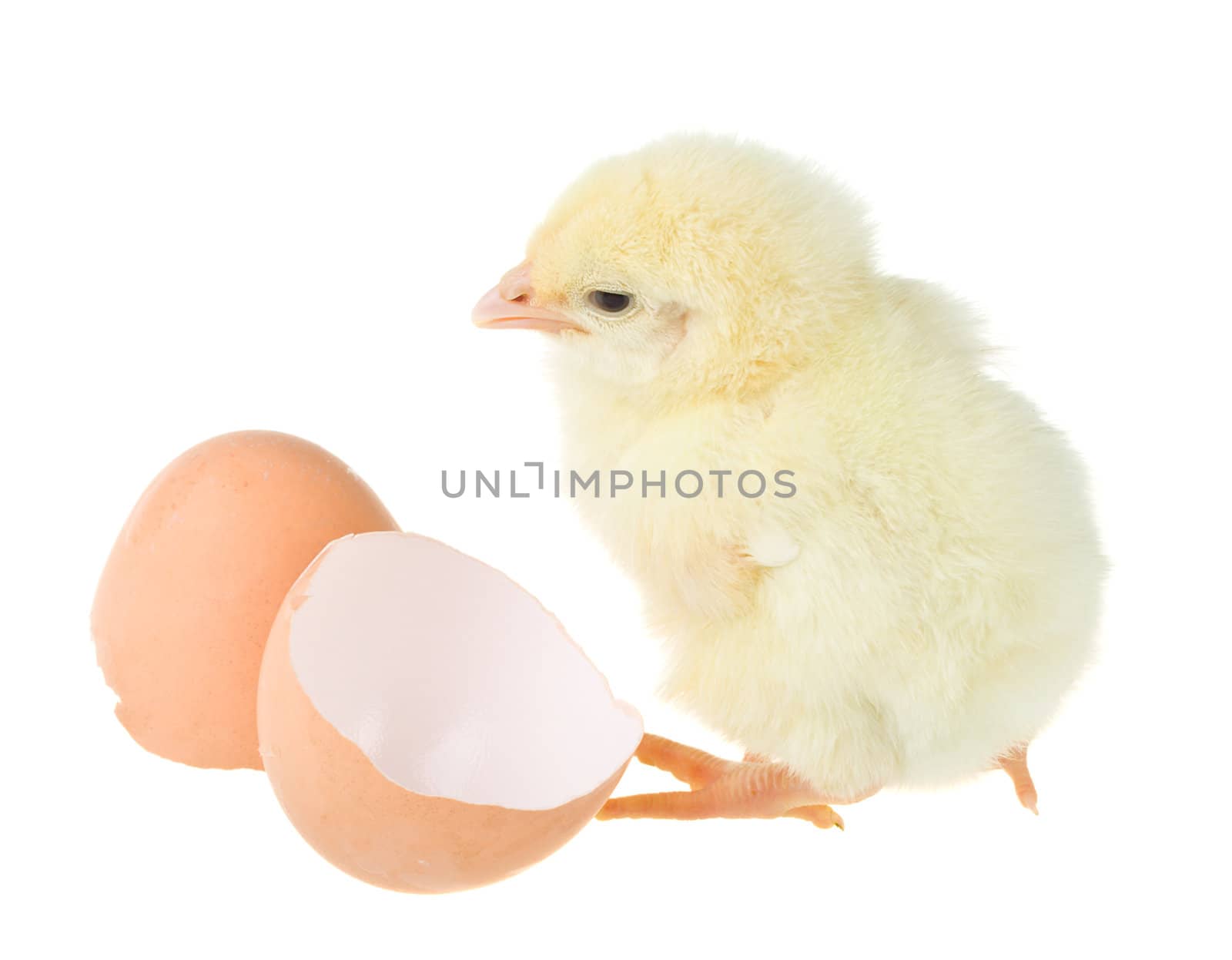 small yellow chick near shell, isolated on white