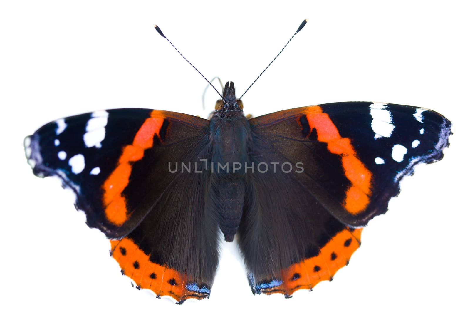 painted lady butterfly (cynthia cardui), isolated on white