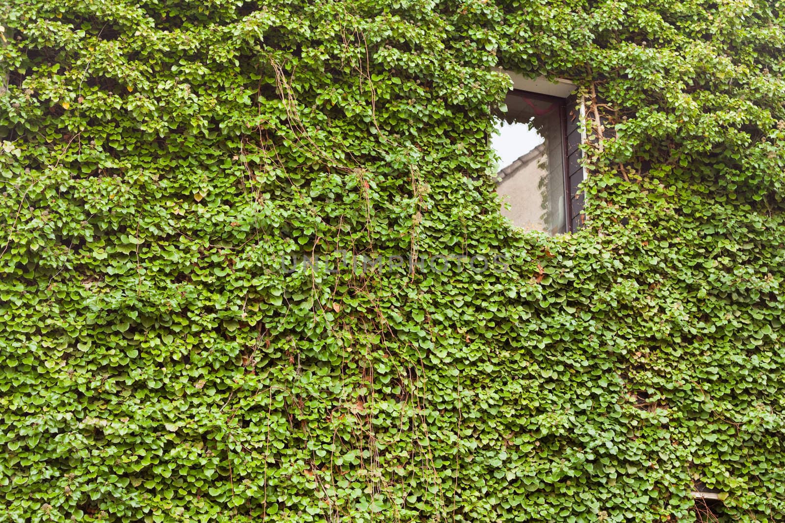 Wall of a house completely overgrown with Common Ivy (Hedera helix).