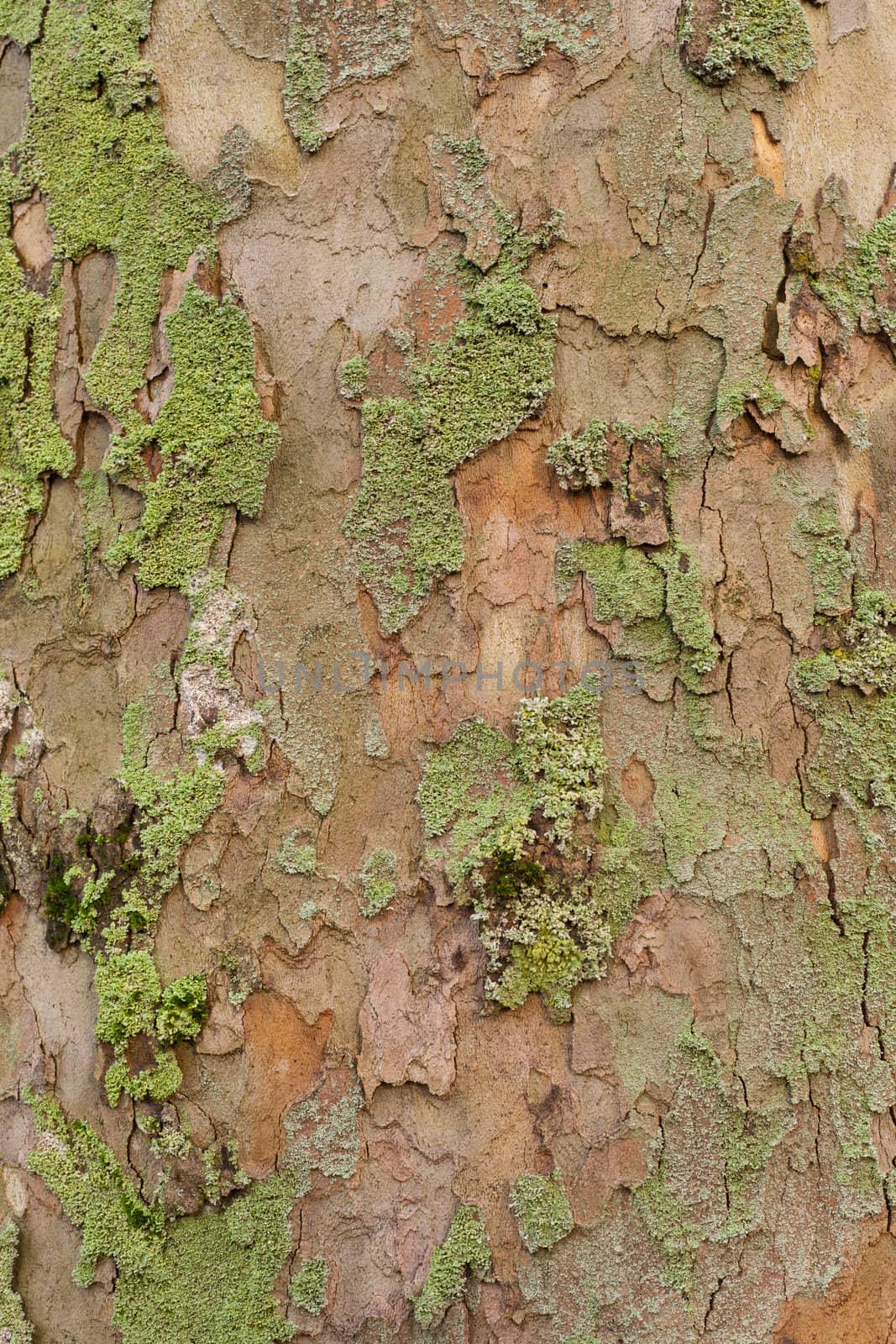 London Planetree (Platanus occidentalis) bark background texture pattern.