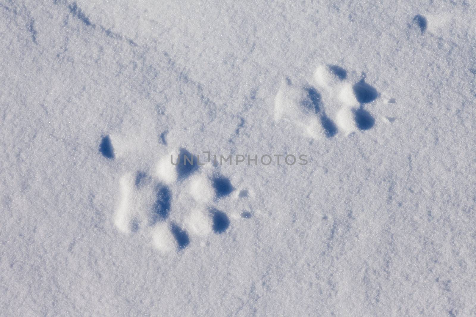 Wolf Tracks in Snow by PiLens