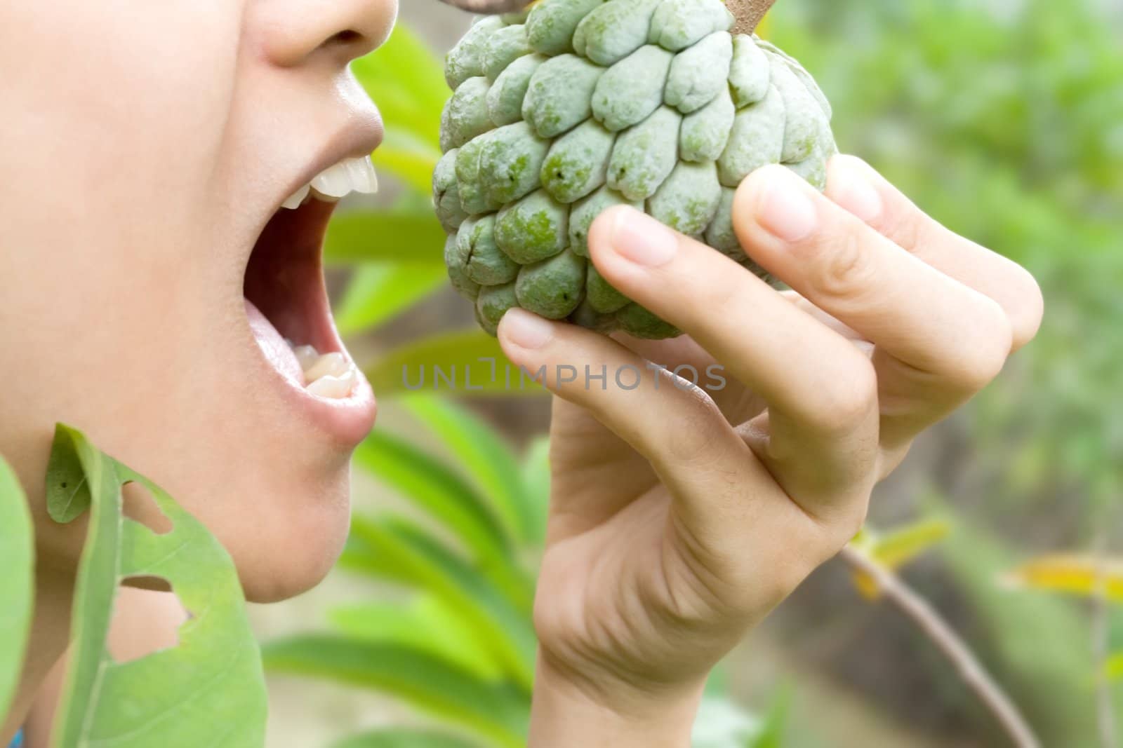 young woman with open mouth trying to eat a fresh custard apple right from it's tree