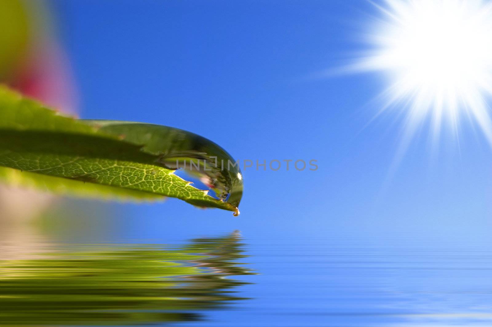 Leaf with drop and the sun in the blue sky and reflex in the water