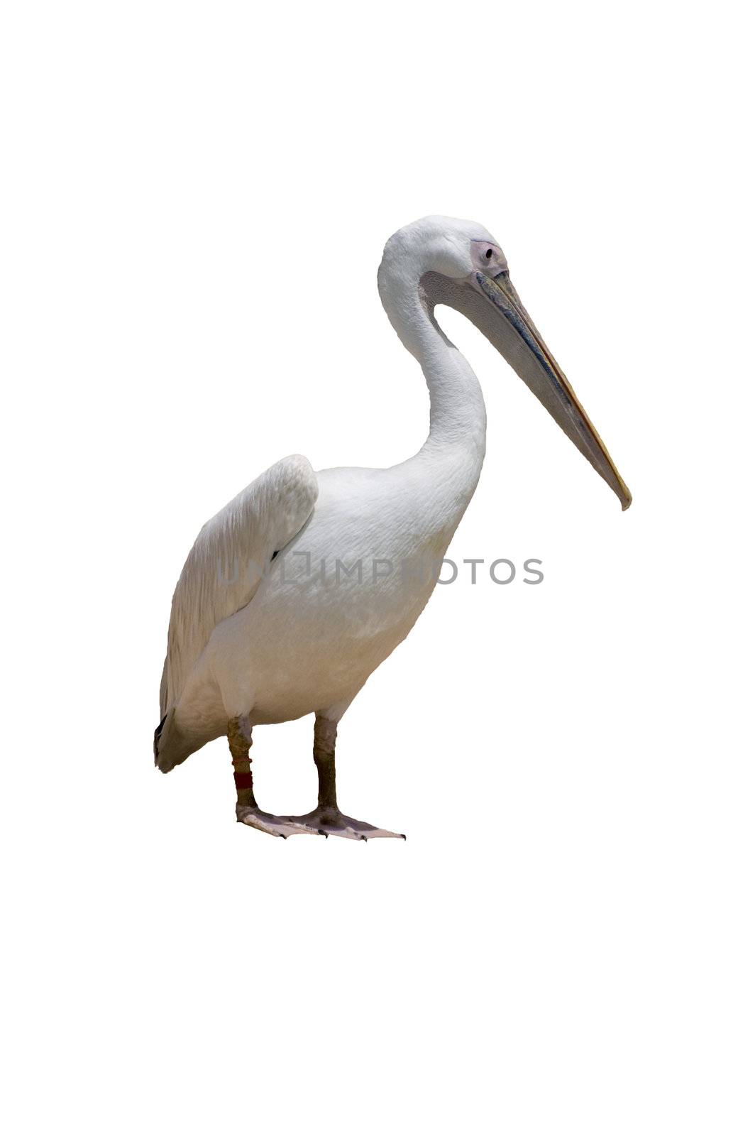 A white pelican isolated on white background