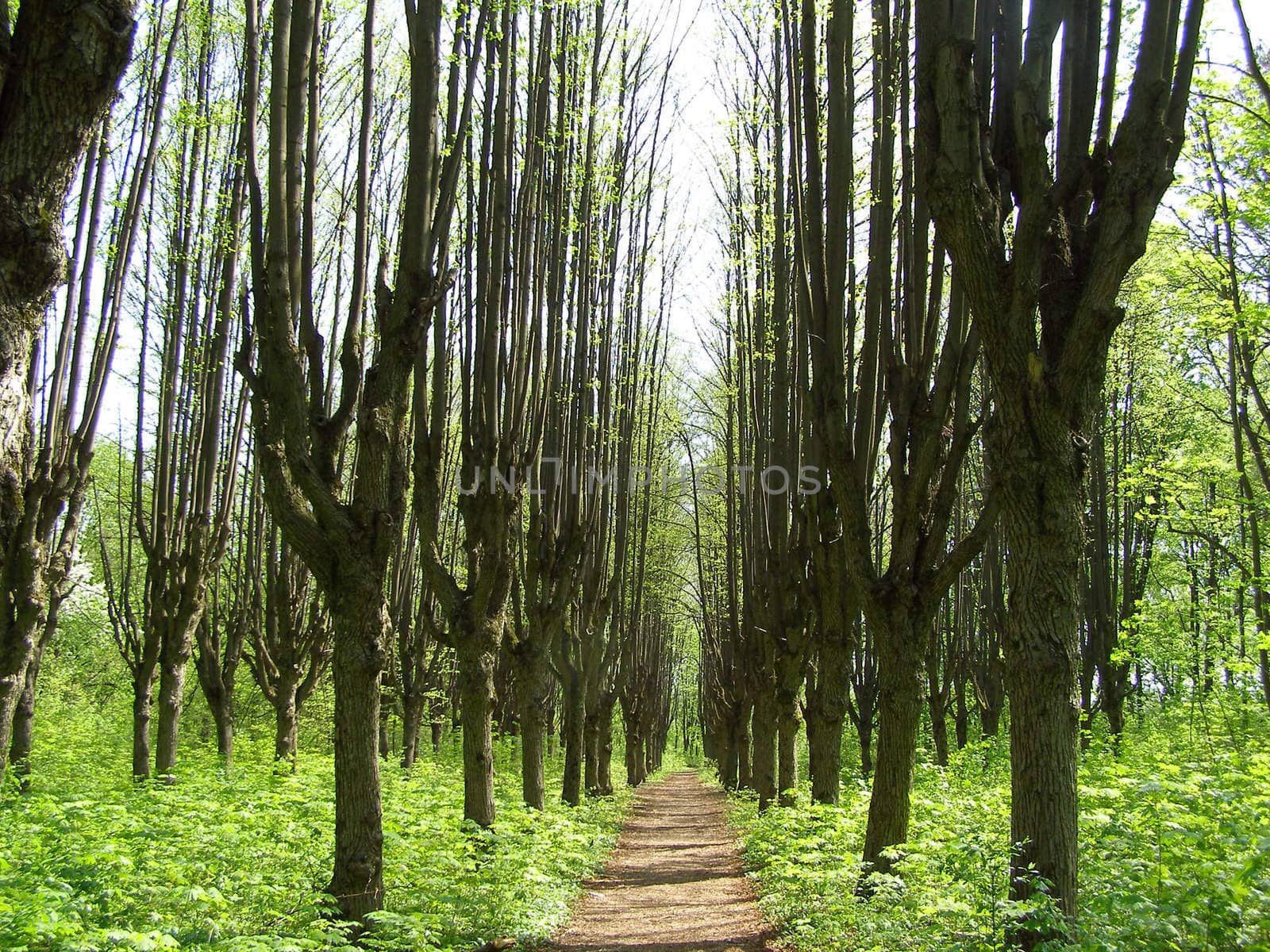 Centuries-old lane from it stuck in The Sharov’ estate of Kharkov region in the Ukraine. 