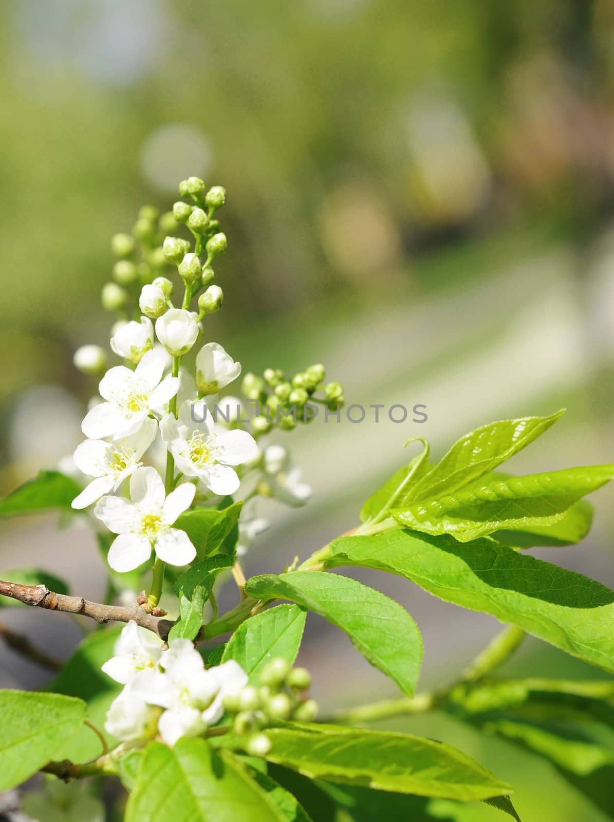 blossom apple tree 