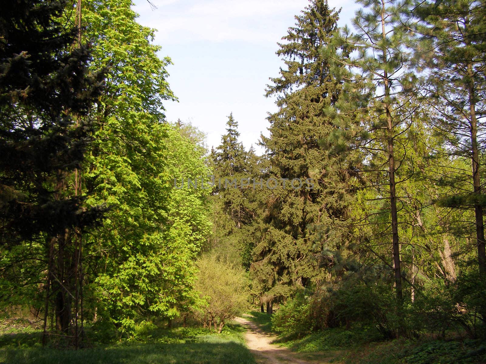 In the reserve of Krasnokutsk is the wide variety of plants, trees and colors. Road leads into the depths of the forest. 