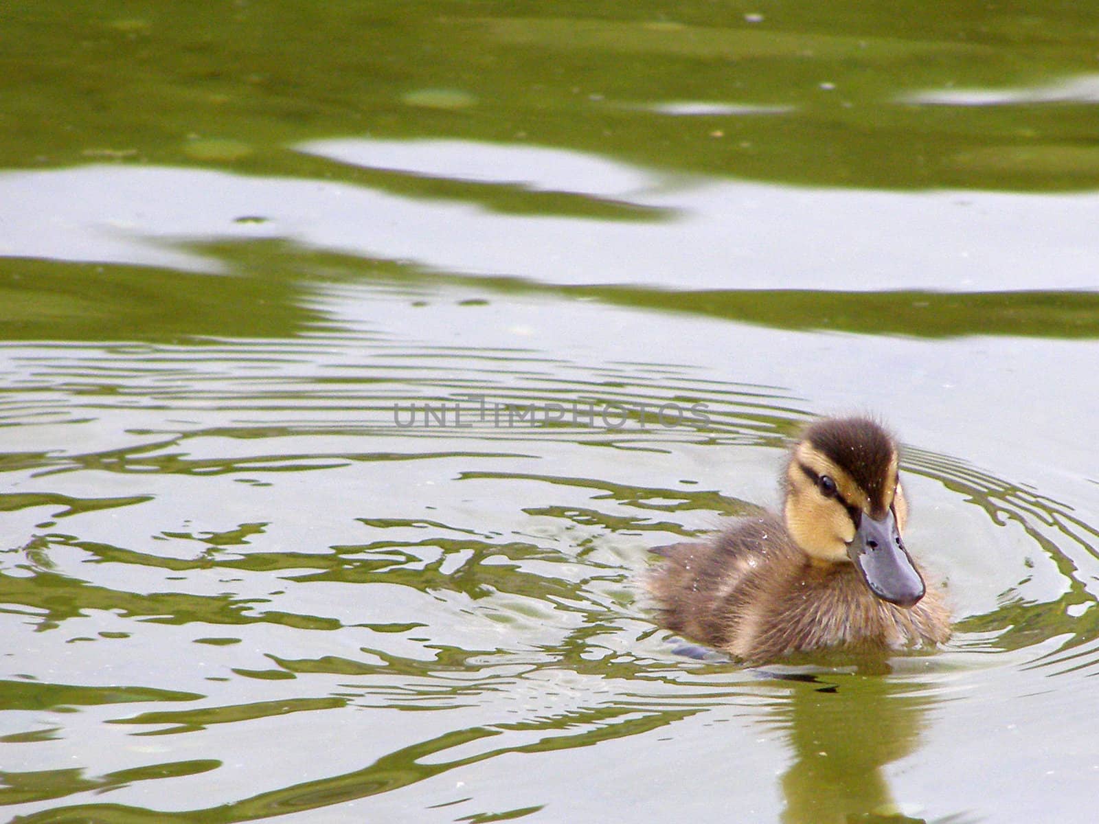 Small duckling swims on the water. 