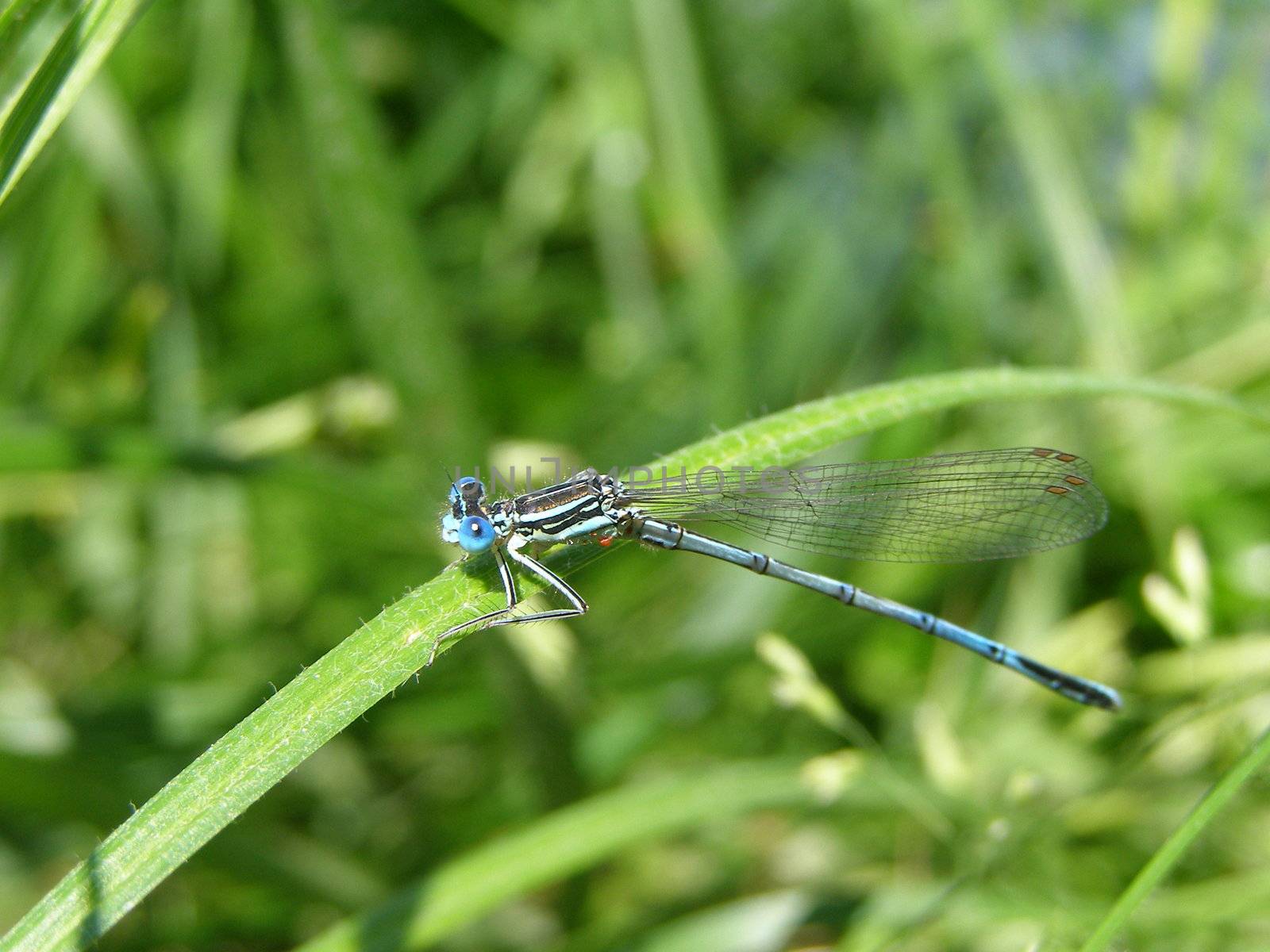 blue dragonfly sat down on the blade of grass. 