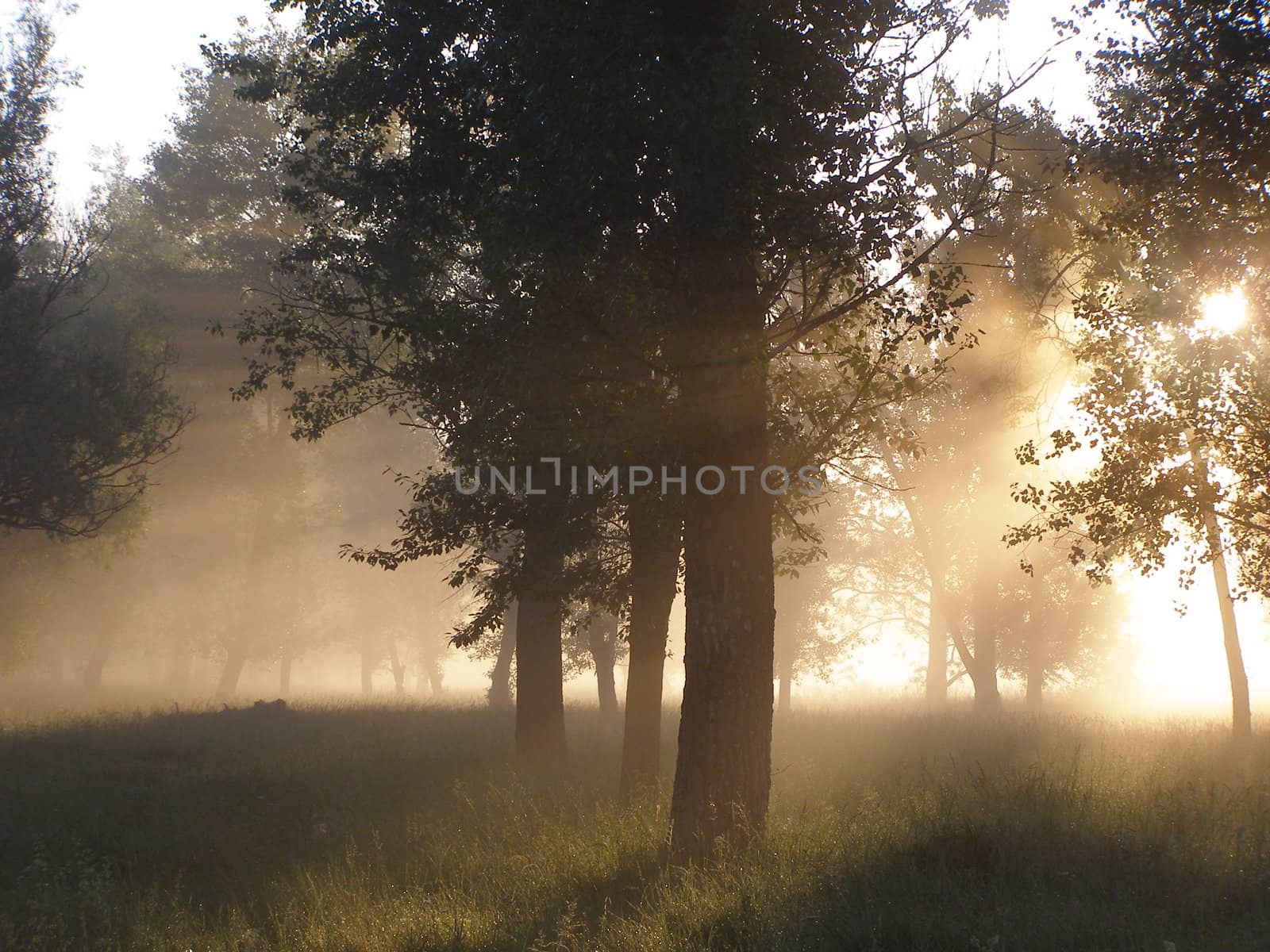 Dawn in the forest  by Clarushka