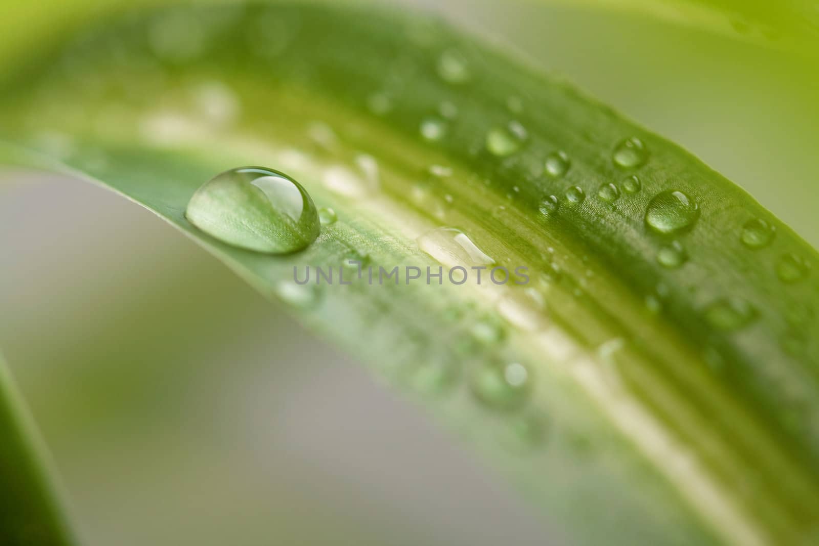 Water drops by azschach
