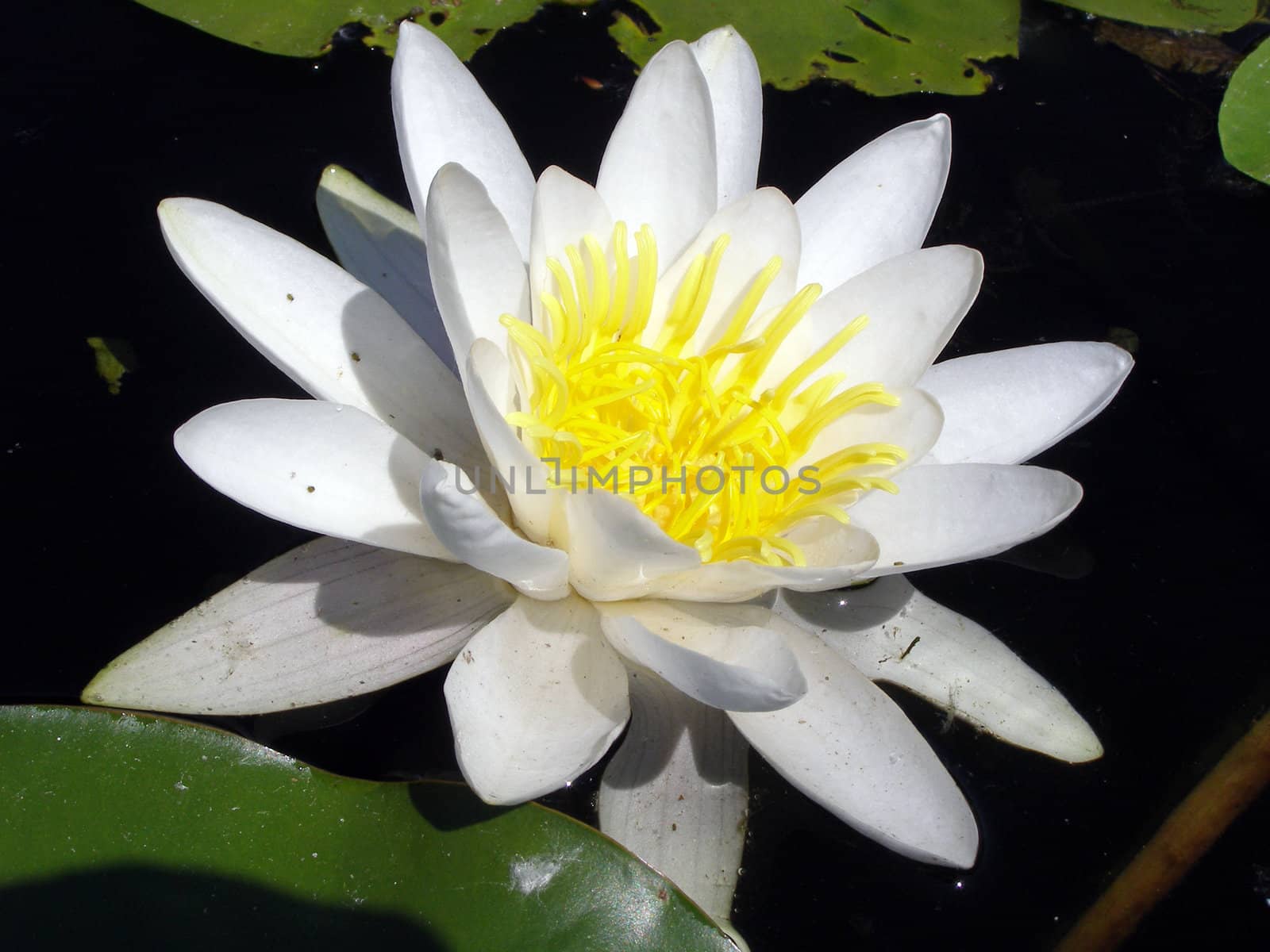 The lily was opened in the water on the sun. 