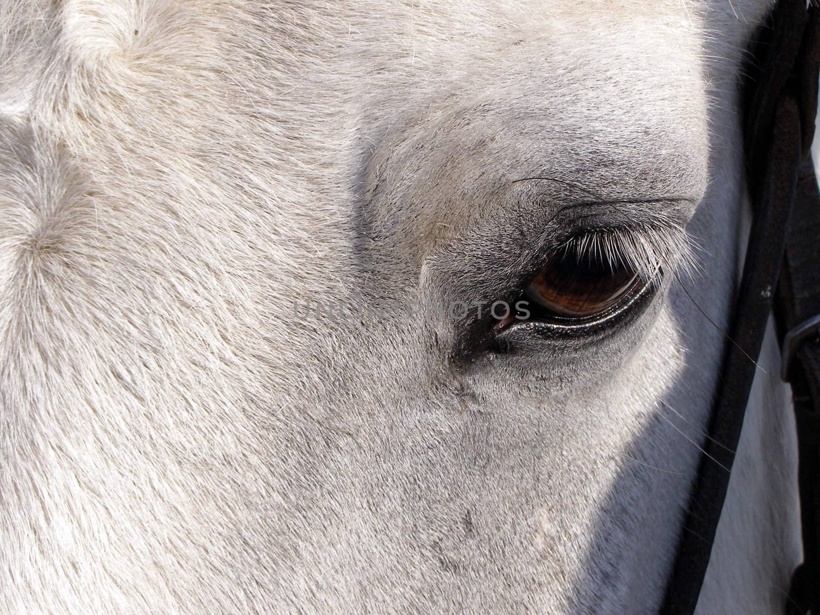Eyes of the horse 1 by Clarushka