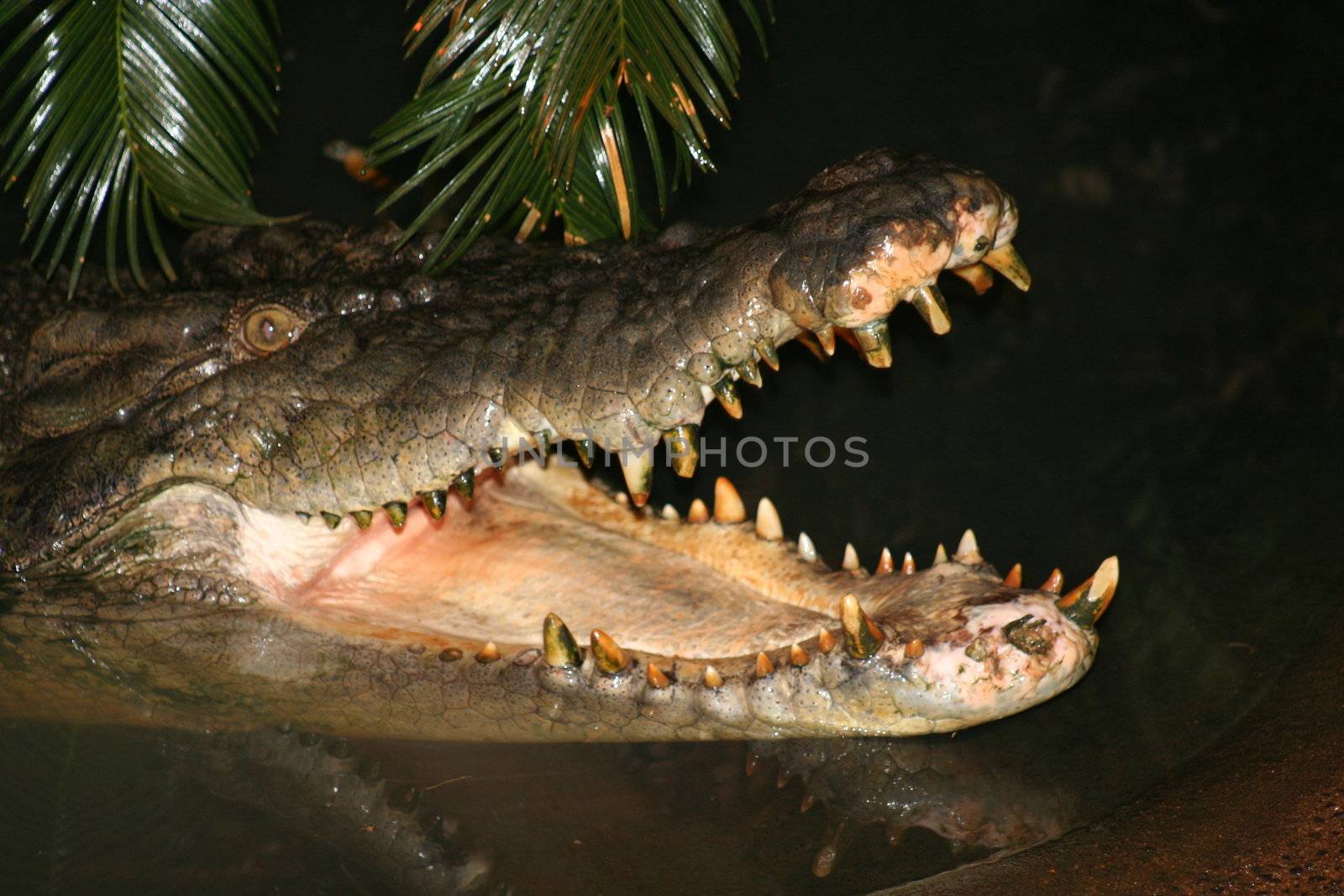 Estuarine Crocodile in Queensland
