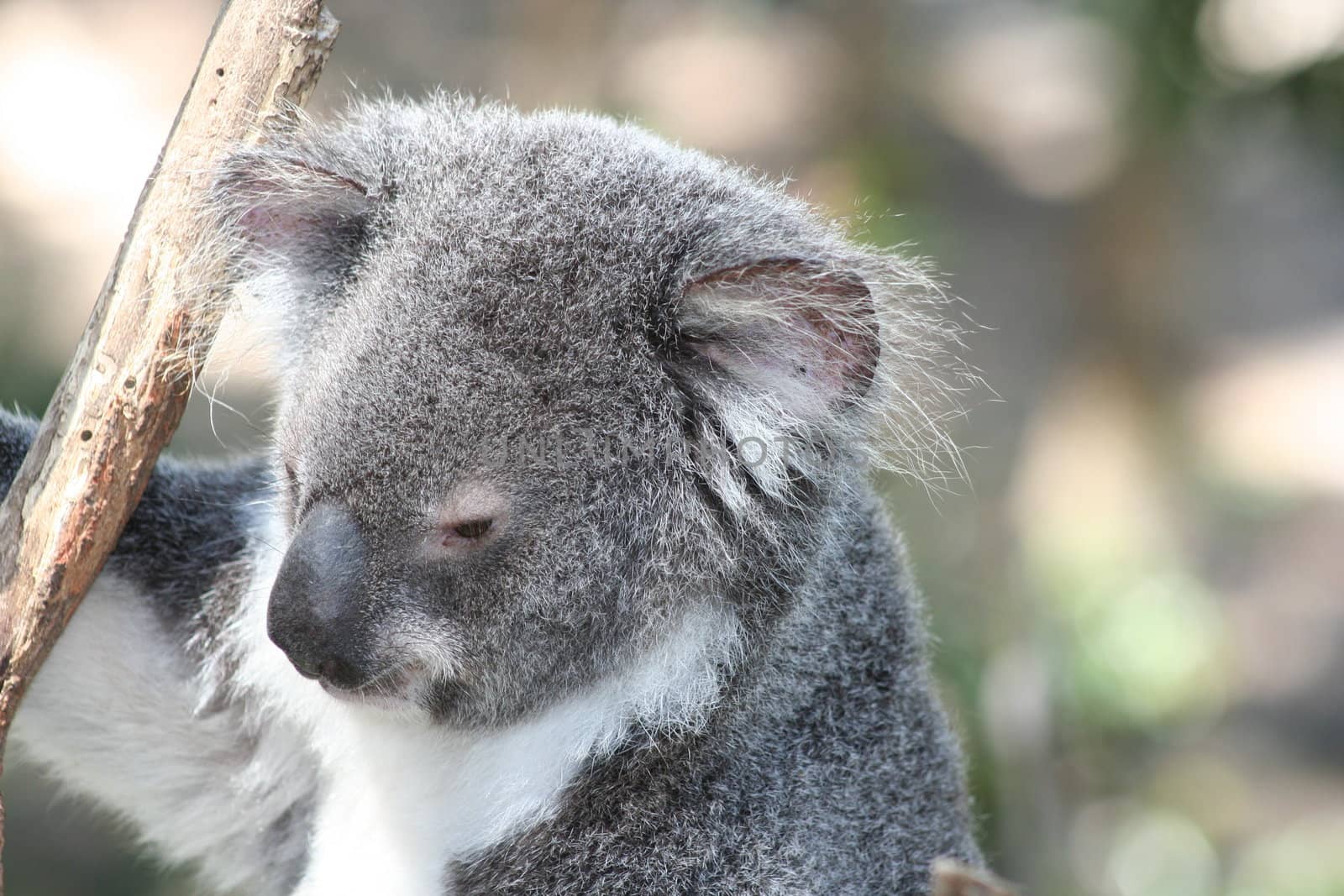 Koala bear by ThomasR