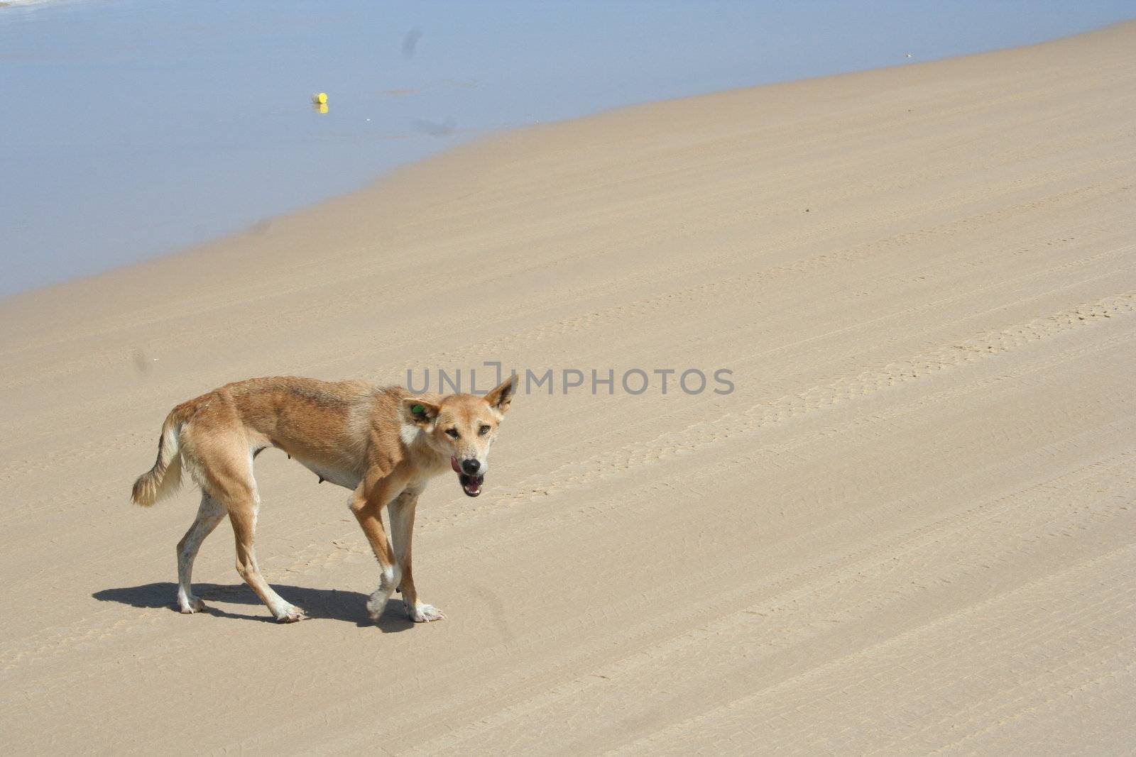 Dingo at the beach