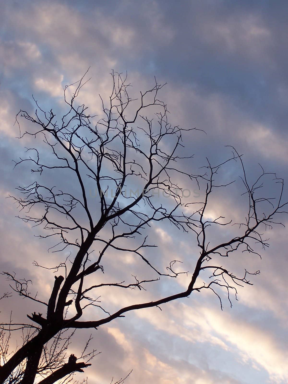 dead tree in front of cold winter sky