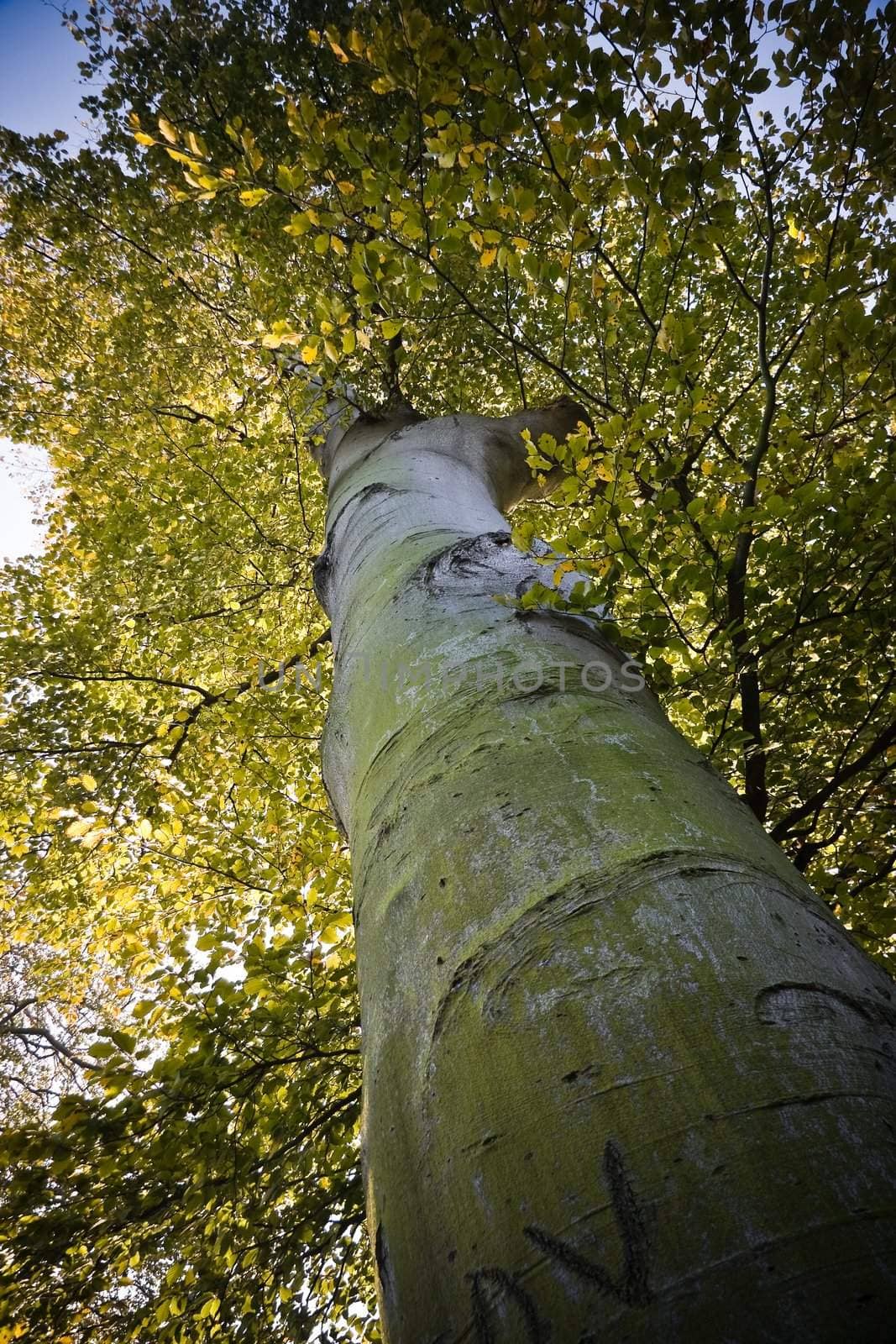 Big old beech tree on sunny day in autumn with blue sky