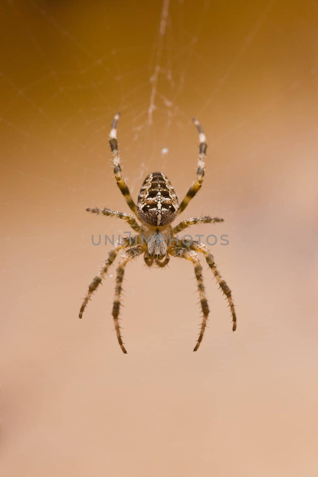 European Garden spider in cobweb in autumn