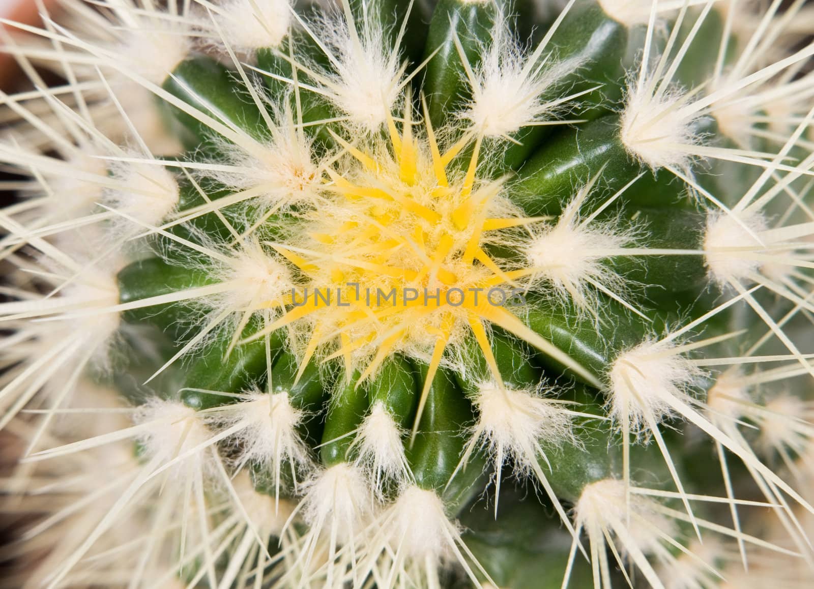 cactus isolated on white background