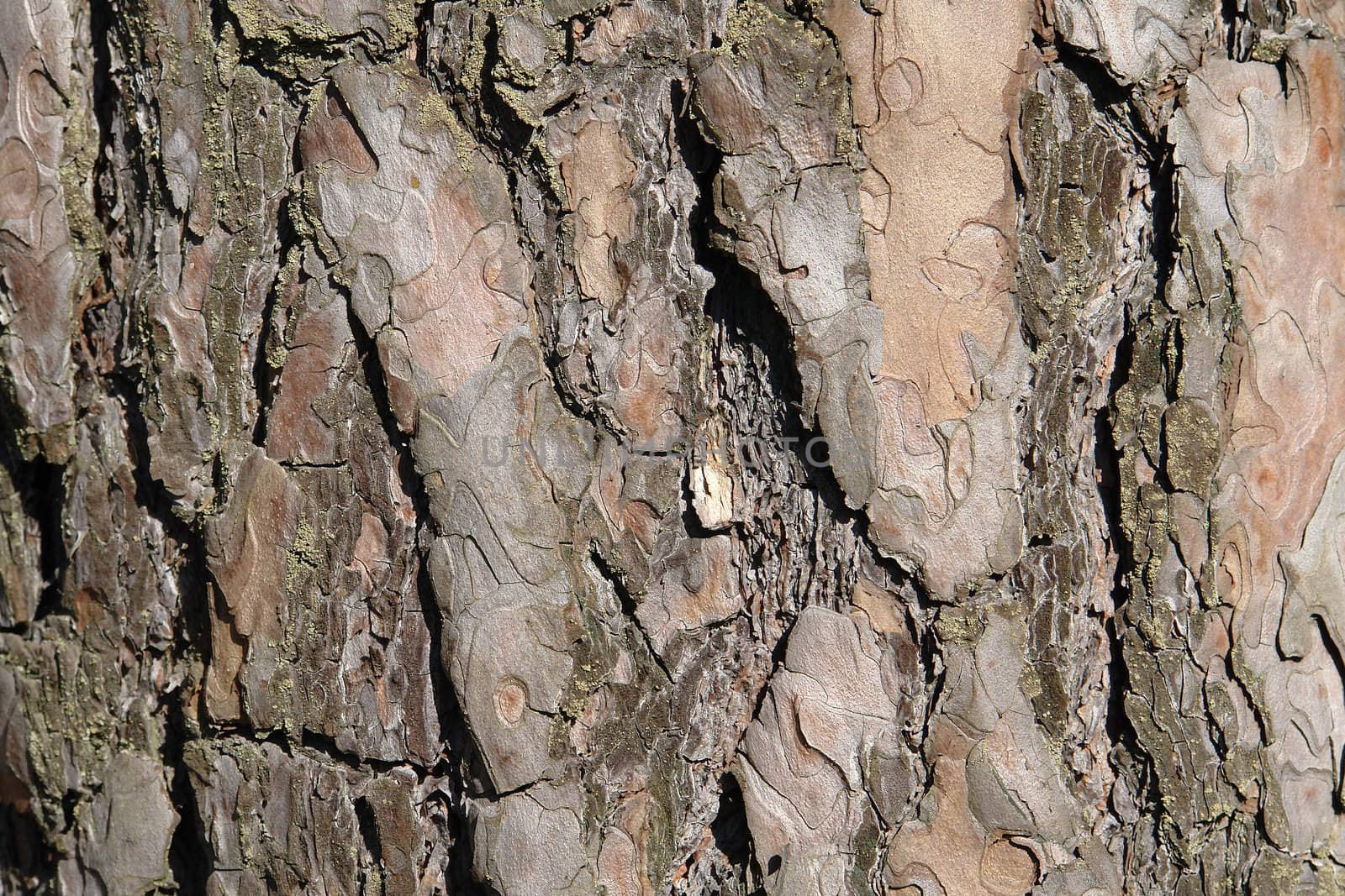 tree background take photograph close-up                                