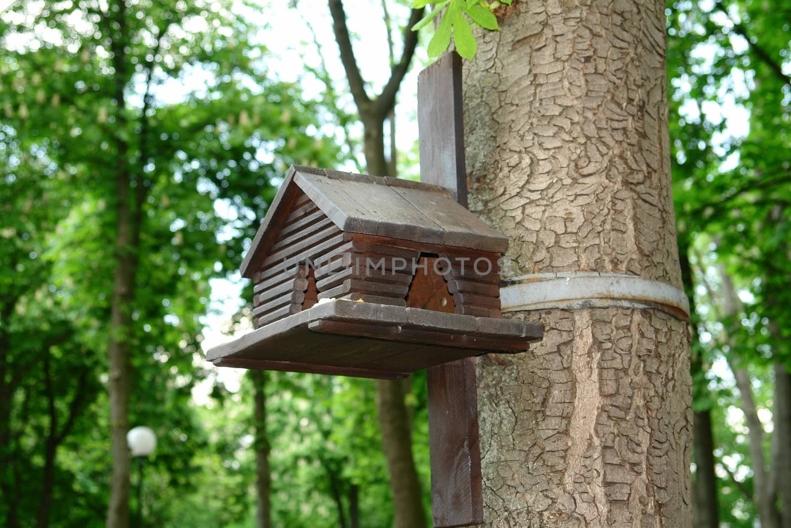 bird house in wood                                  