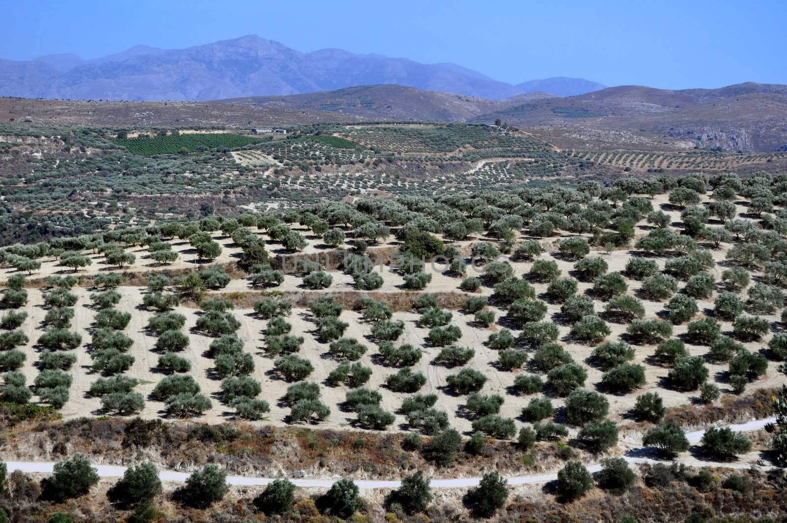 Agriculture: olive plantations in Crete, Greece.
