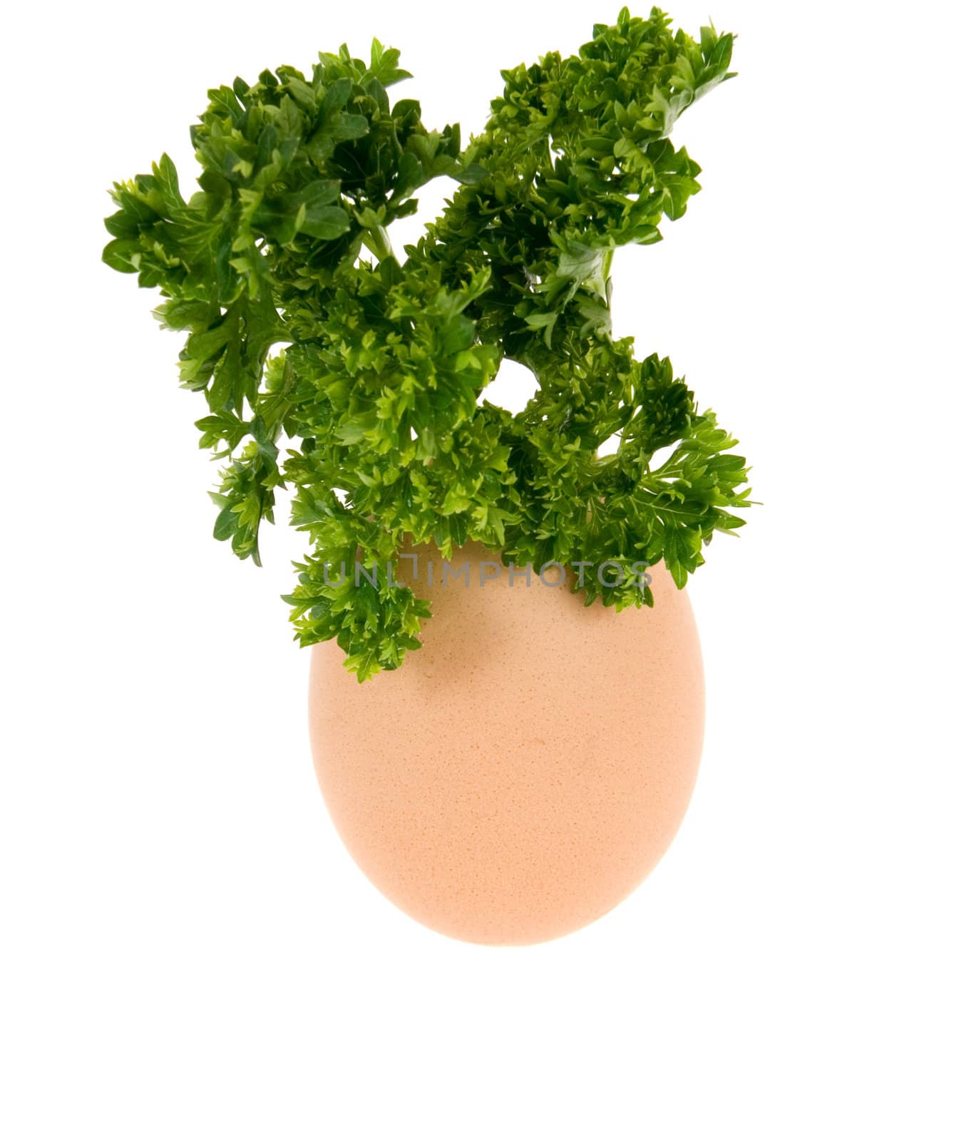 egg from which grows herb