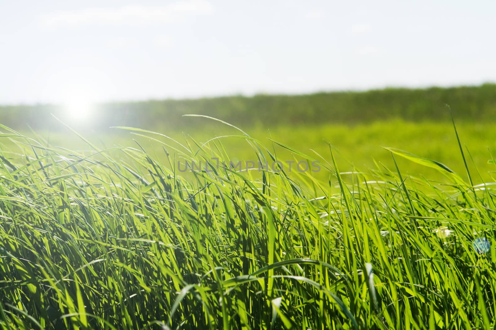 green grass on spring meadow