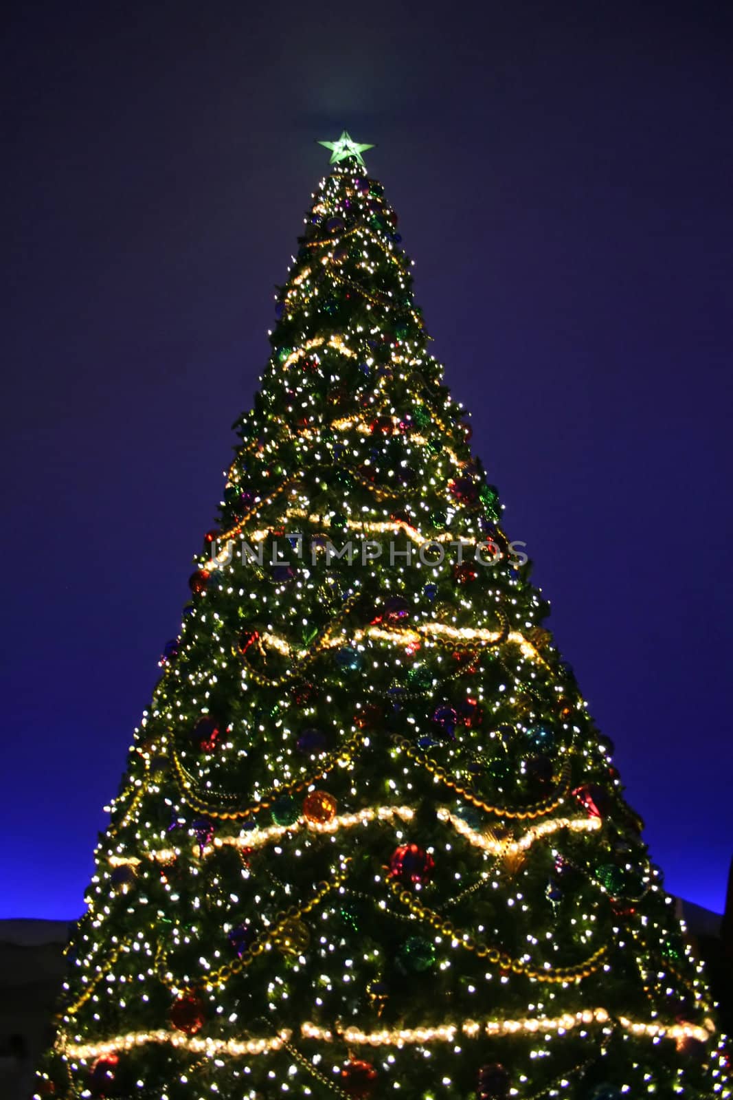 A close-up of a large Christmas Tree.