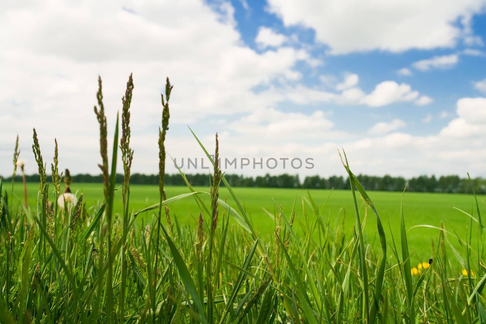 green herb on meadow by springtime