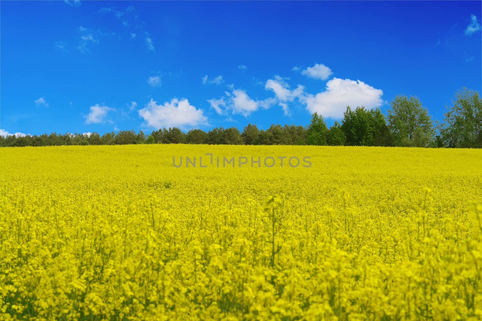 rural meadow blooms springtime                               