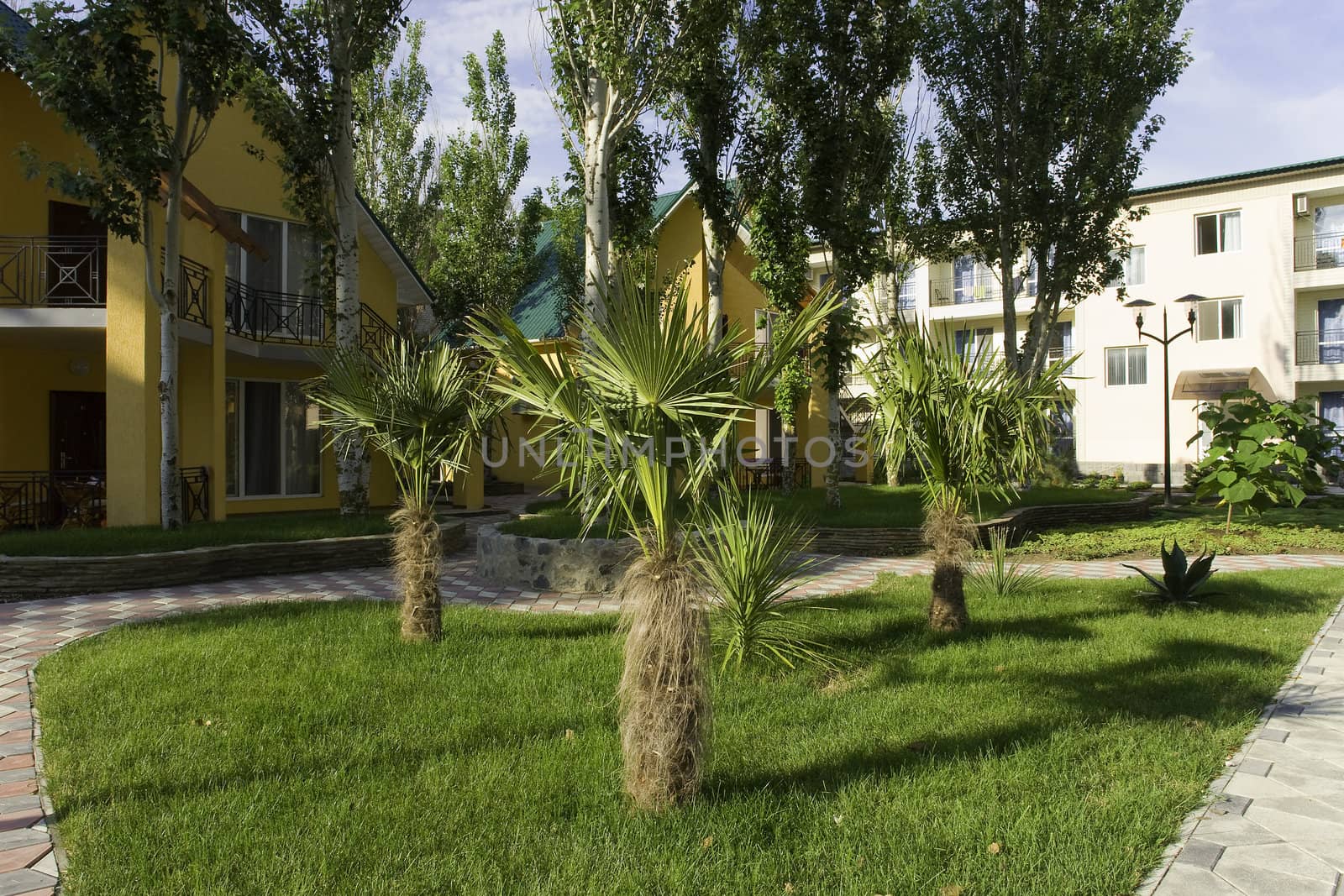 Palm trees in a court yard